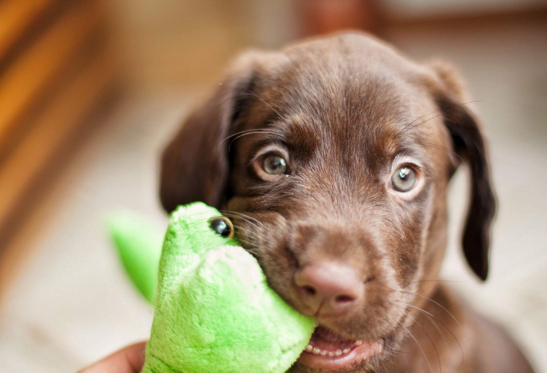 DEST_ANIMAL_DOG_TOY_GettyImages-503937116