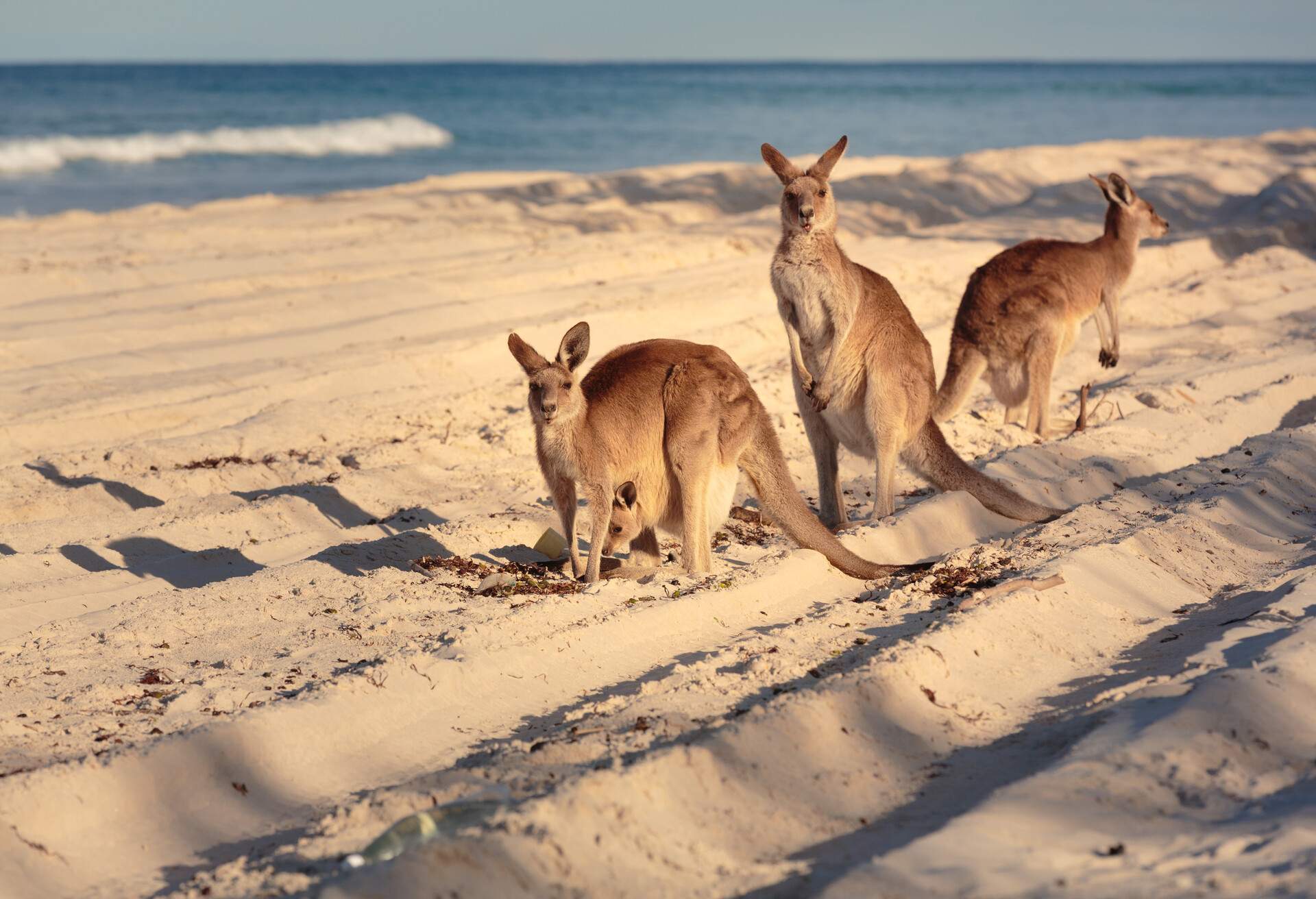 Three kangaroos stroll along the beach, enjoying the sandy shores and coastal breeze.