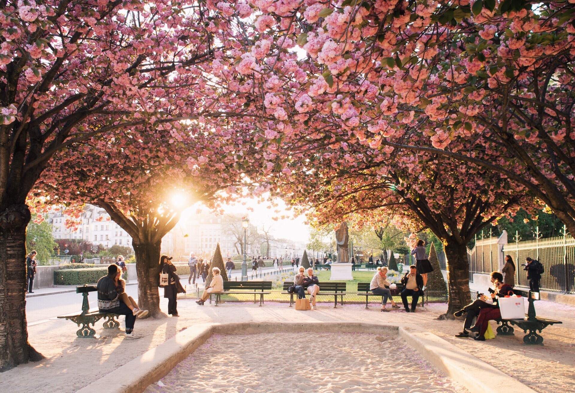 A park in Paris where the sun shines through some cherry blossoms coverings a lane of petanque surrounded by people chilling on benches 