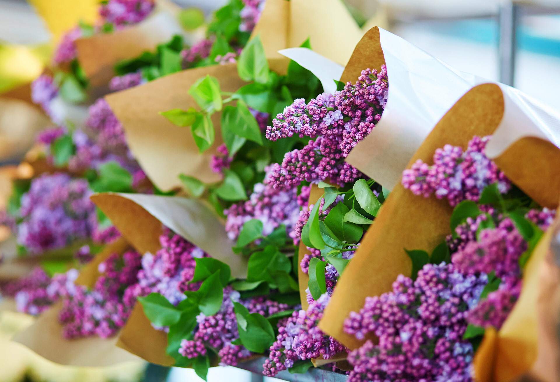 Bunches of fresh lilac on flower market in Paris, France