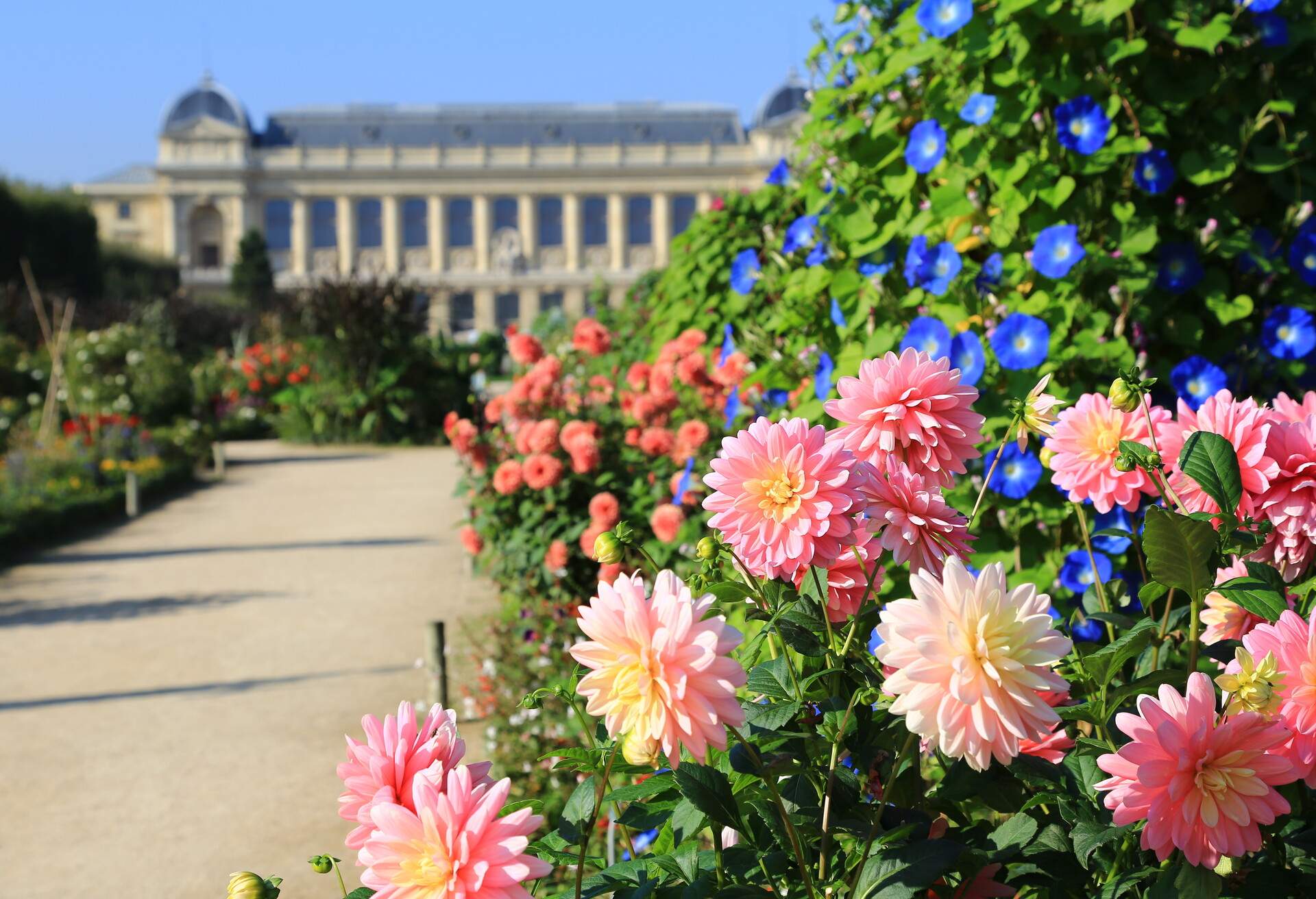 A closer look at some pink and yellow flowers in a park of Jardin des Plantes in Paris with an out of focus look at a beautiful french mansion in the background