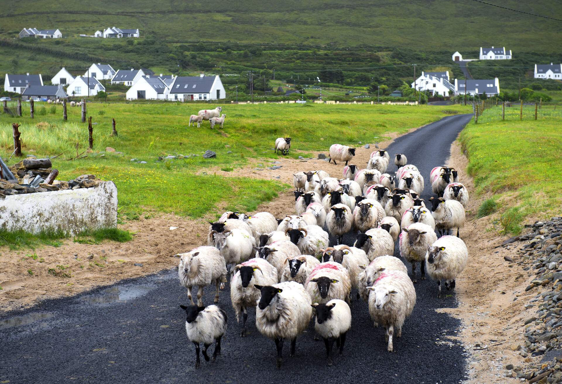 Dooega is a village in the south west of Achill Island off the coast of County Mayo. It is in the Gaeltacht and is the home of Colaiste Acla. It once had a National School. The scenic area is part of the Achill Atlantic Drive. Dumha Éige/Dooega has a Blue Flag beach, a church, a pub and guesthouse.