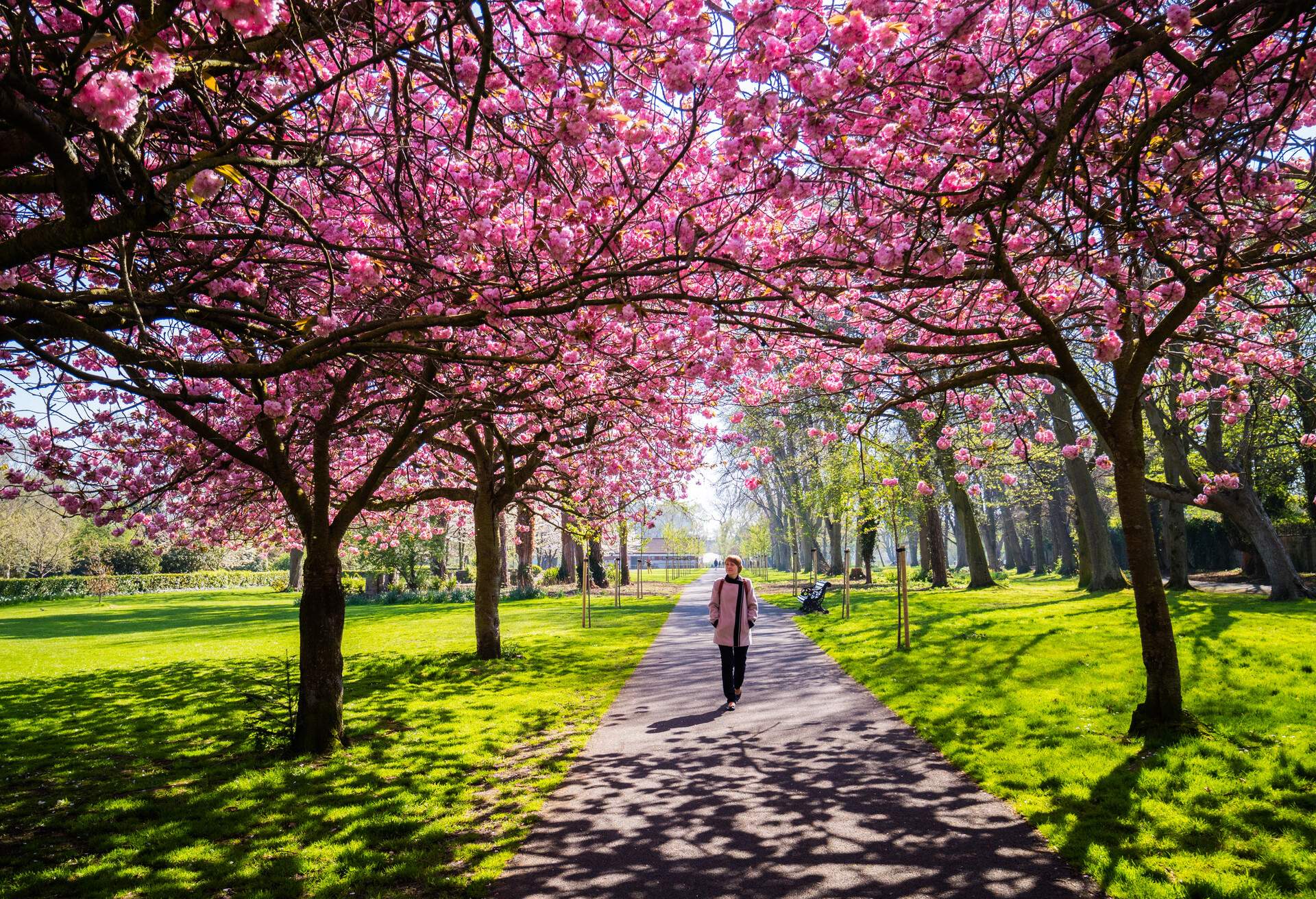 A young woman walking underneath the Cherry Blossom trees in Herbert Park in Dublin, Ireland