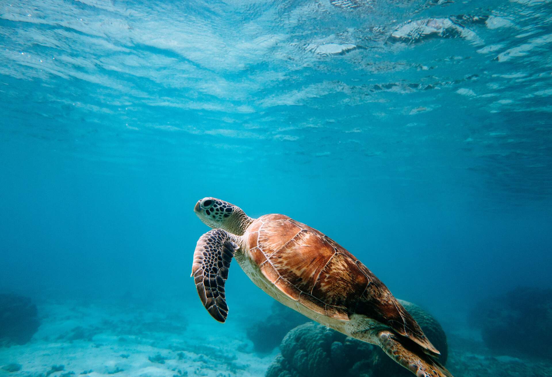 Green sea turtle swimming in clear blue tropical water, Kerama Islands National Park, Okinawa, Japan