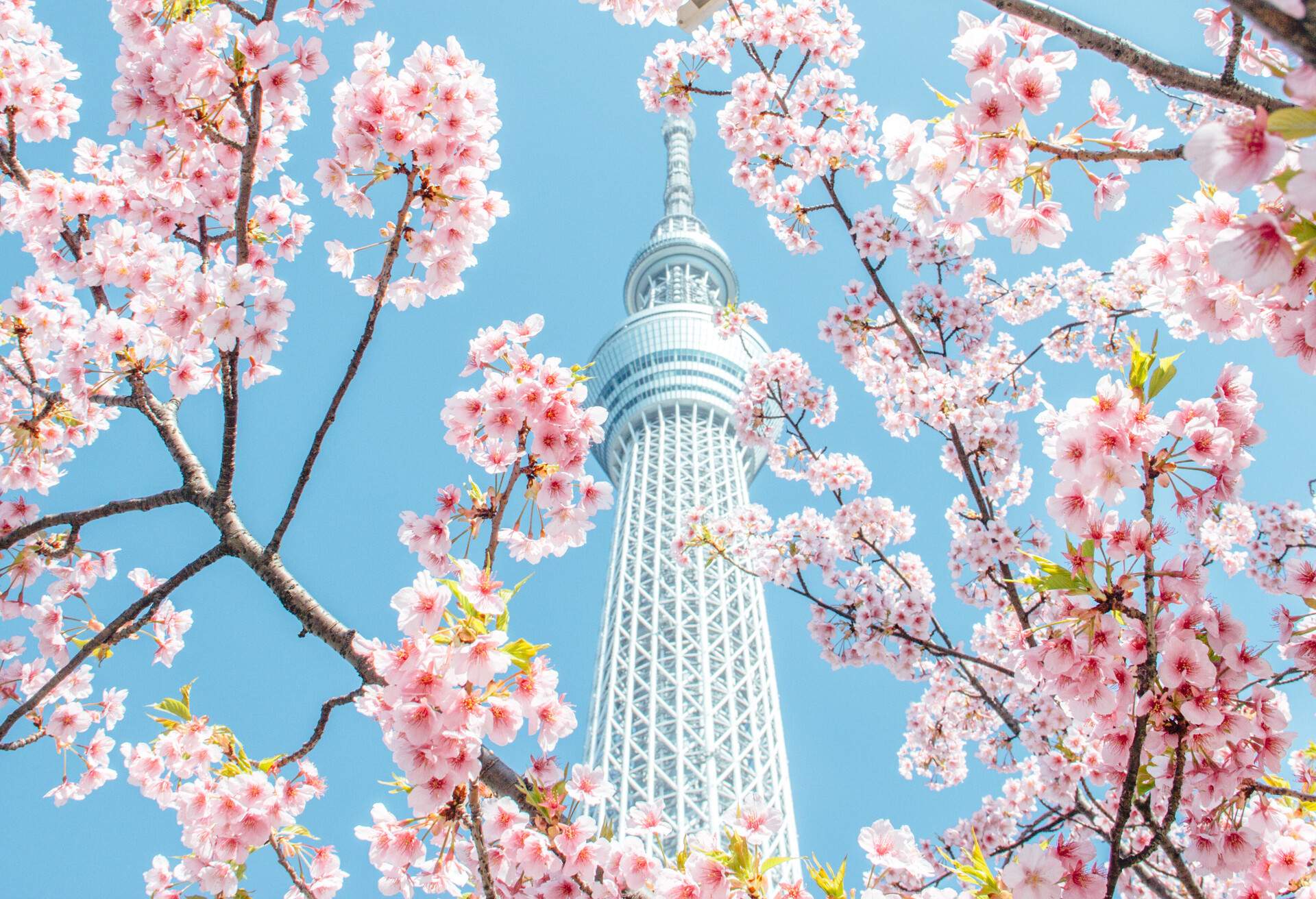 Cherry blossom and skytree, Tokyo, Japan