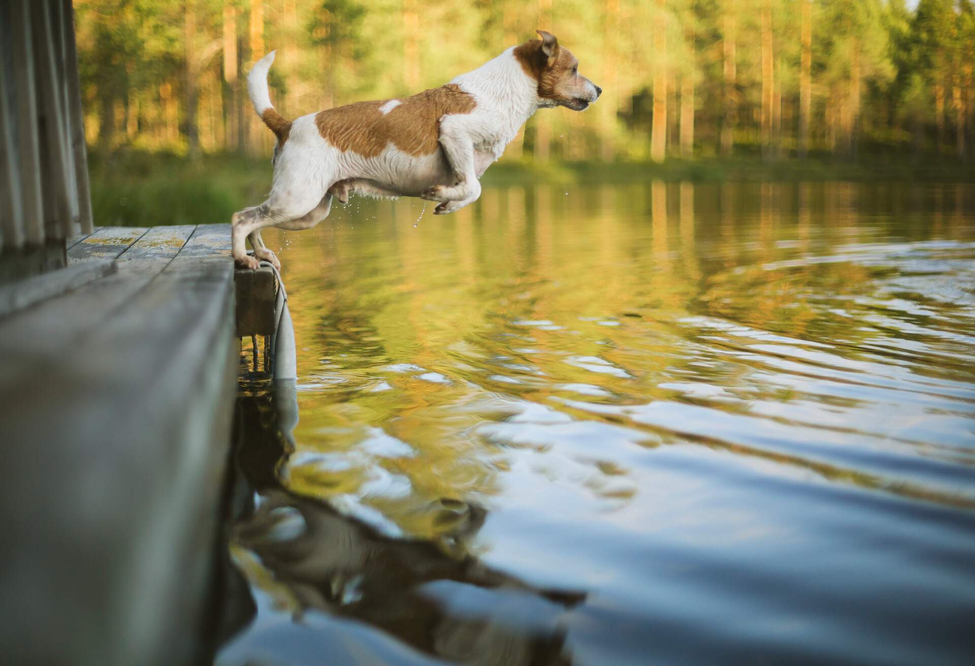 DEST_SWEDEN_THEME_PETS_DOG_LAKE_GettyImages-1324011566