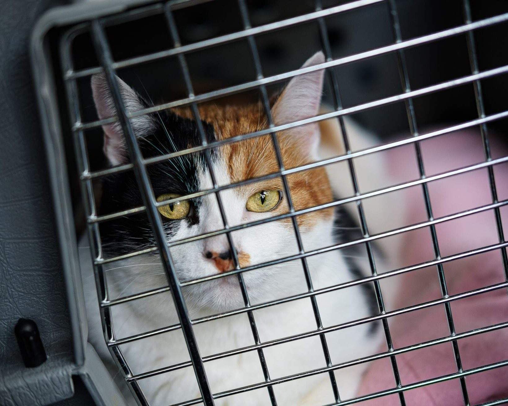 How to fly with a pet KAYAK