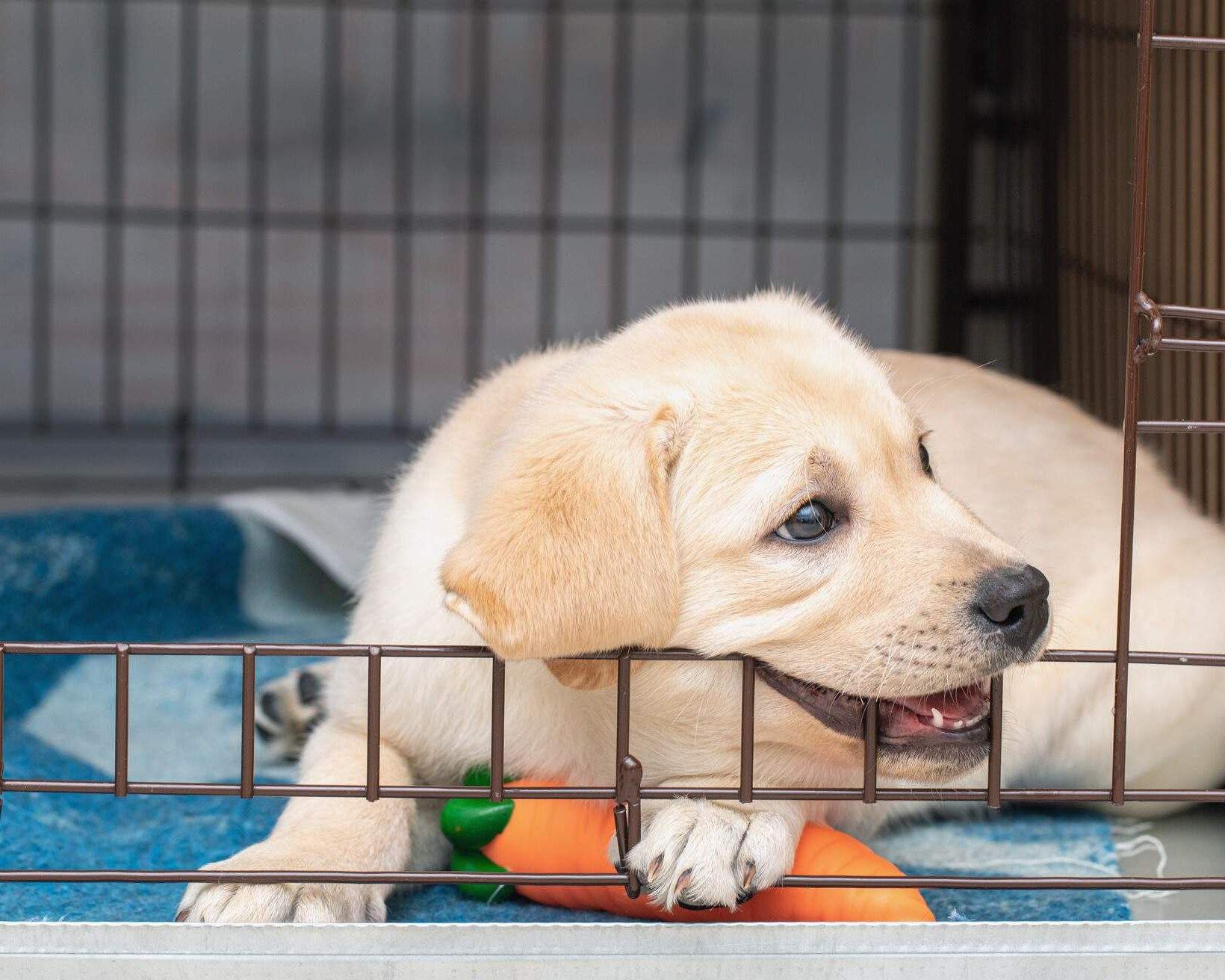 How to fly with a pet KAYAK