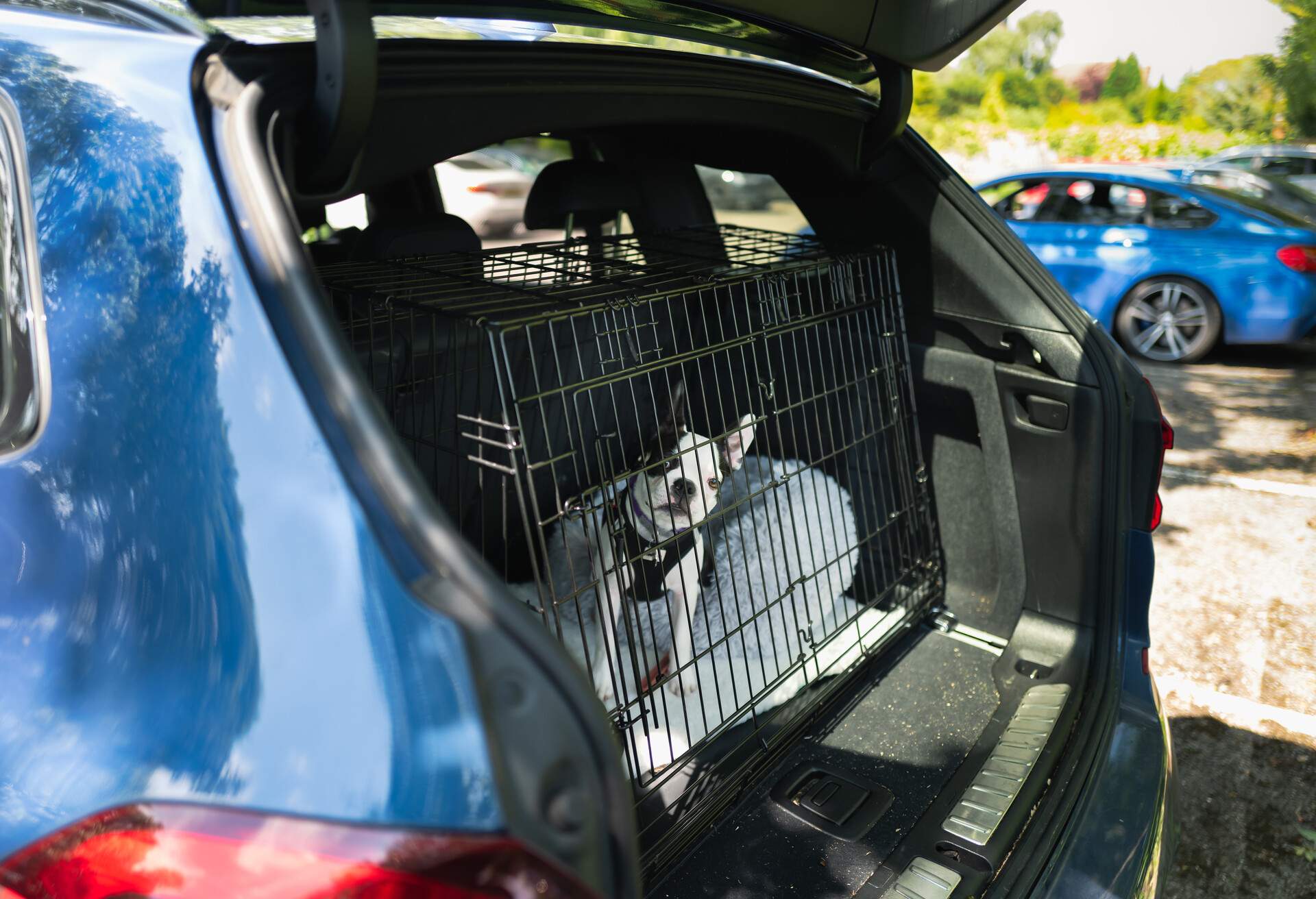 THEME_ANIMAL_DOG_CAR_CAGE_GettyImages-1334715476