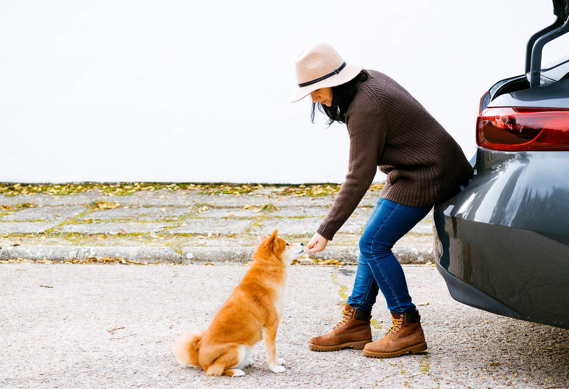 THEME_ANIMAL_DOG_CAR_GettyImages-1329709801