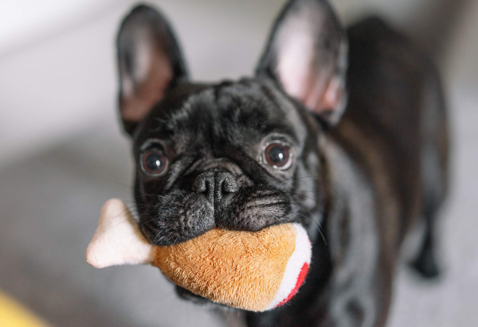 THEME_ANIMAL_DOG_TOY_GettyImages-1217854958