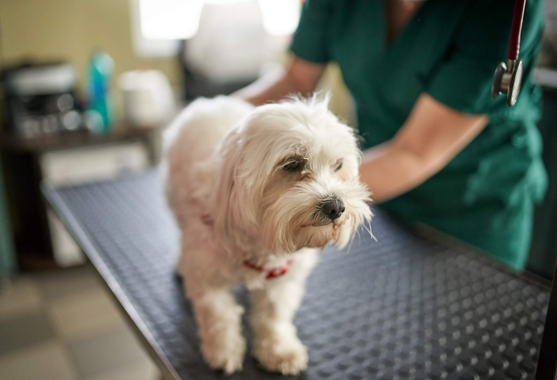 THEME_ANIMAL_DOG_VET_GettyImages-1257791187