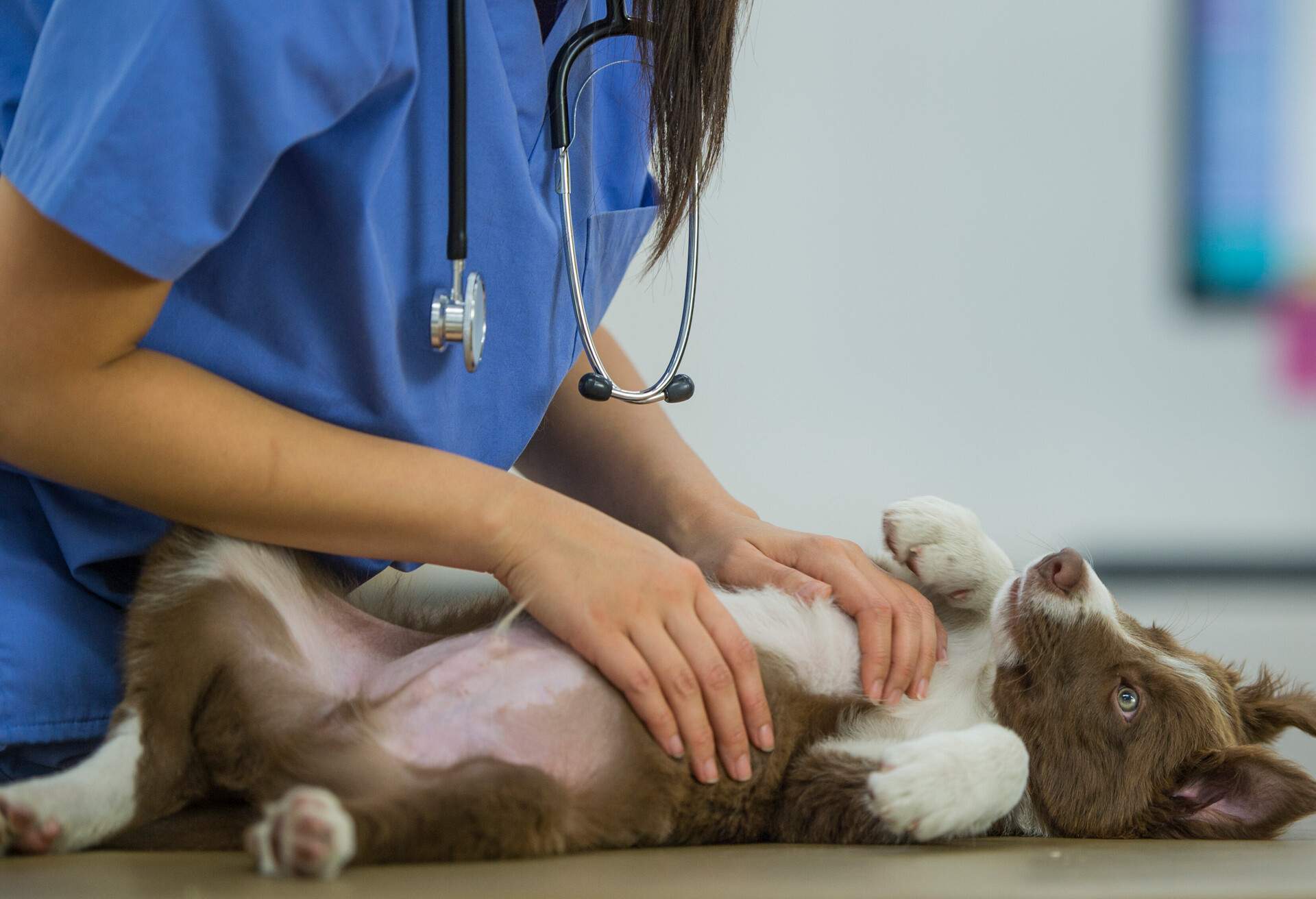 THEME_ANIMAL_DOG_VET_GettyImages-803406418