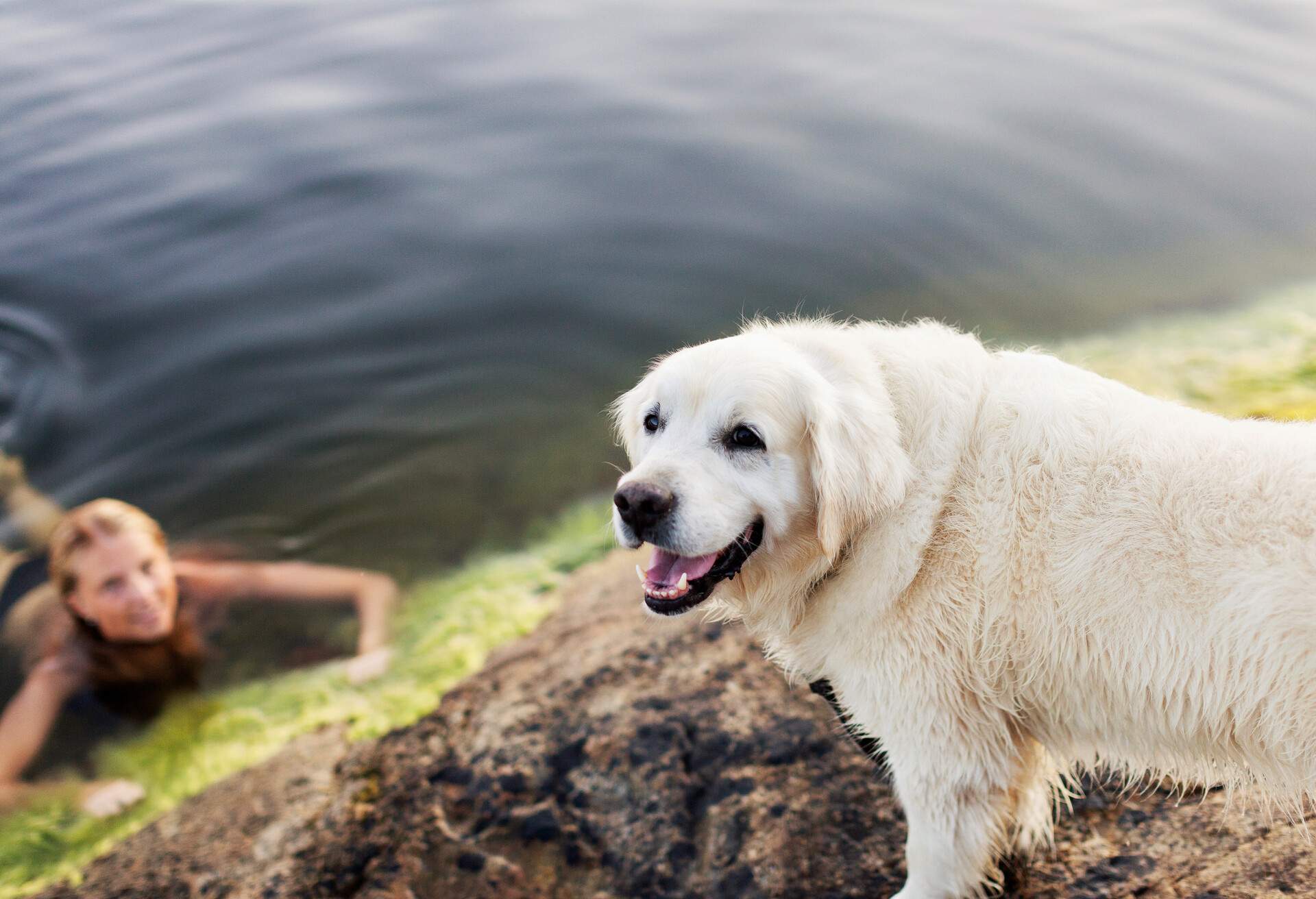 THEME_ANIMAL_WOMAN_LAKE_SWIMMING_GettyImages-925980788