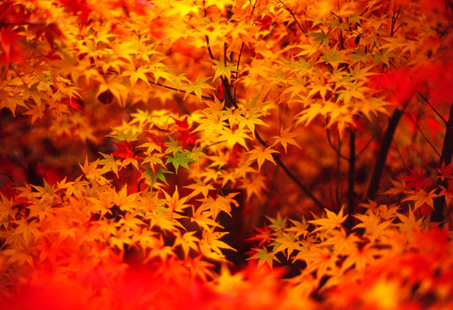 AUTUMN_LEAVES