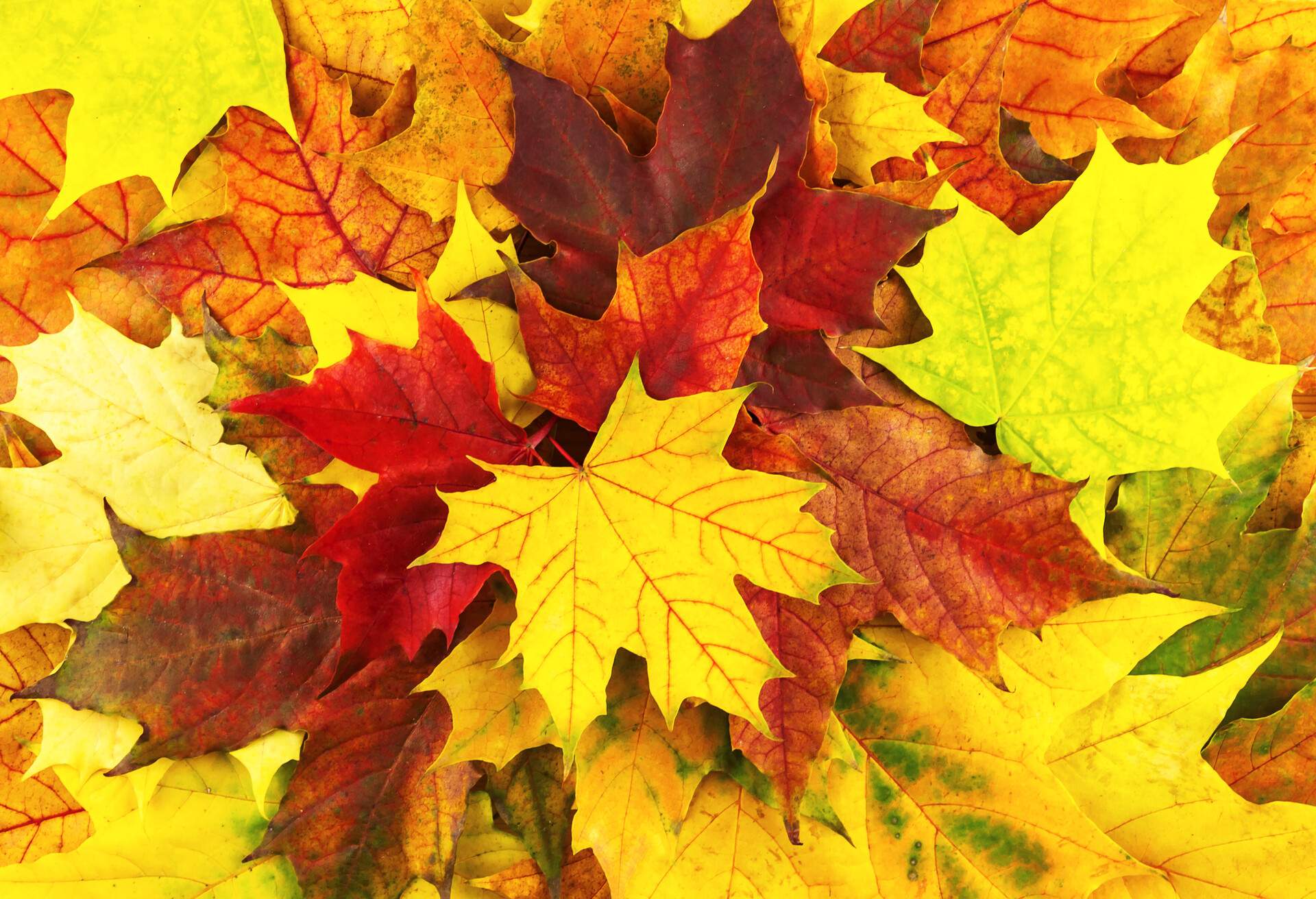 AUTUMN_LEAVES