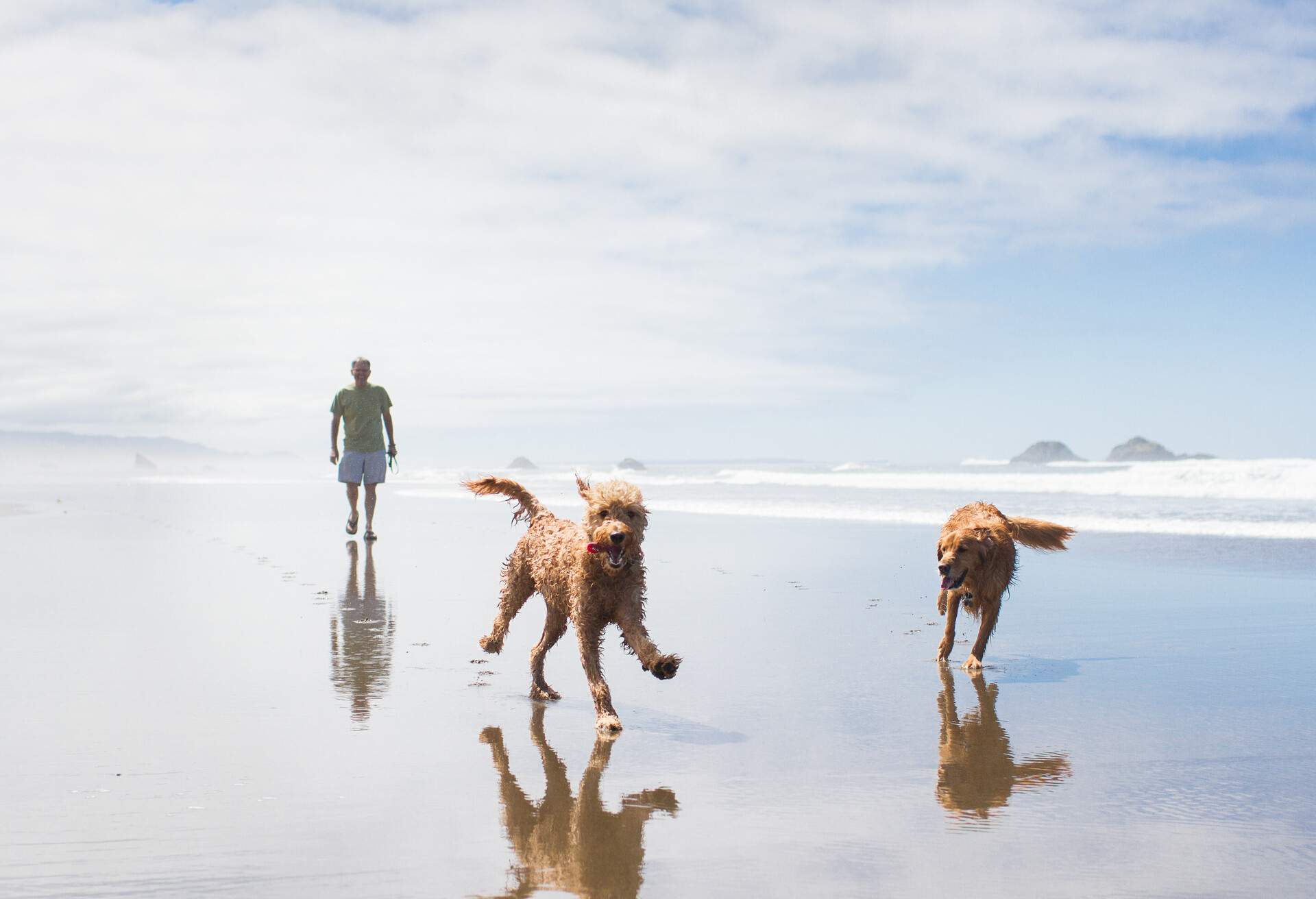 THEME_DOG_TRAVEL_BEACH_GettyImages-453108841
