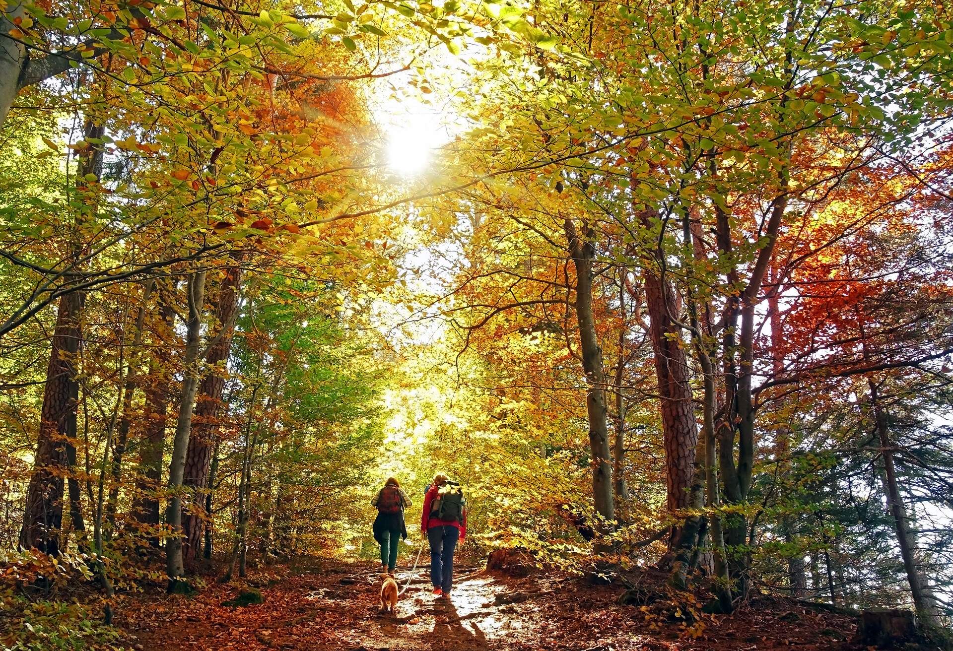 THEME_NATURE_PEOPLE_FOREST_DOG_AUTUMN_GettyImages-1030324244