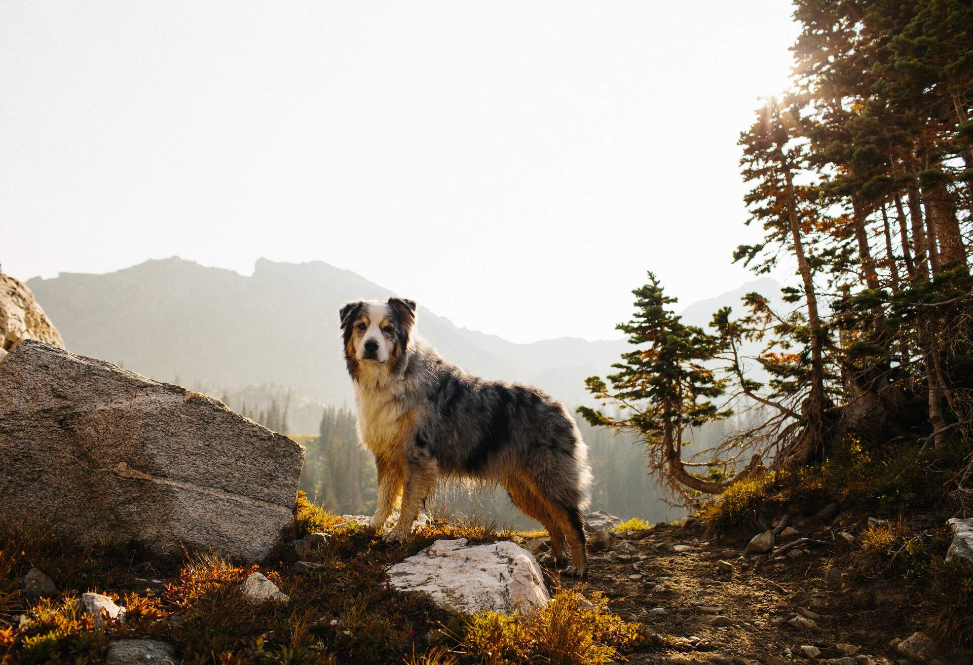 THEME_NATURE_PETS_DOG_HIKING_GettyImages-1093751900