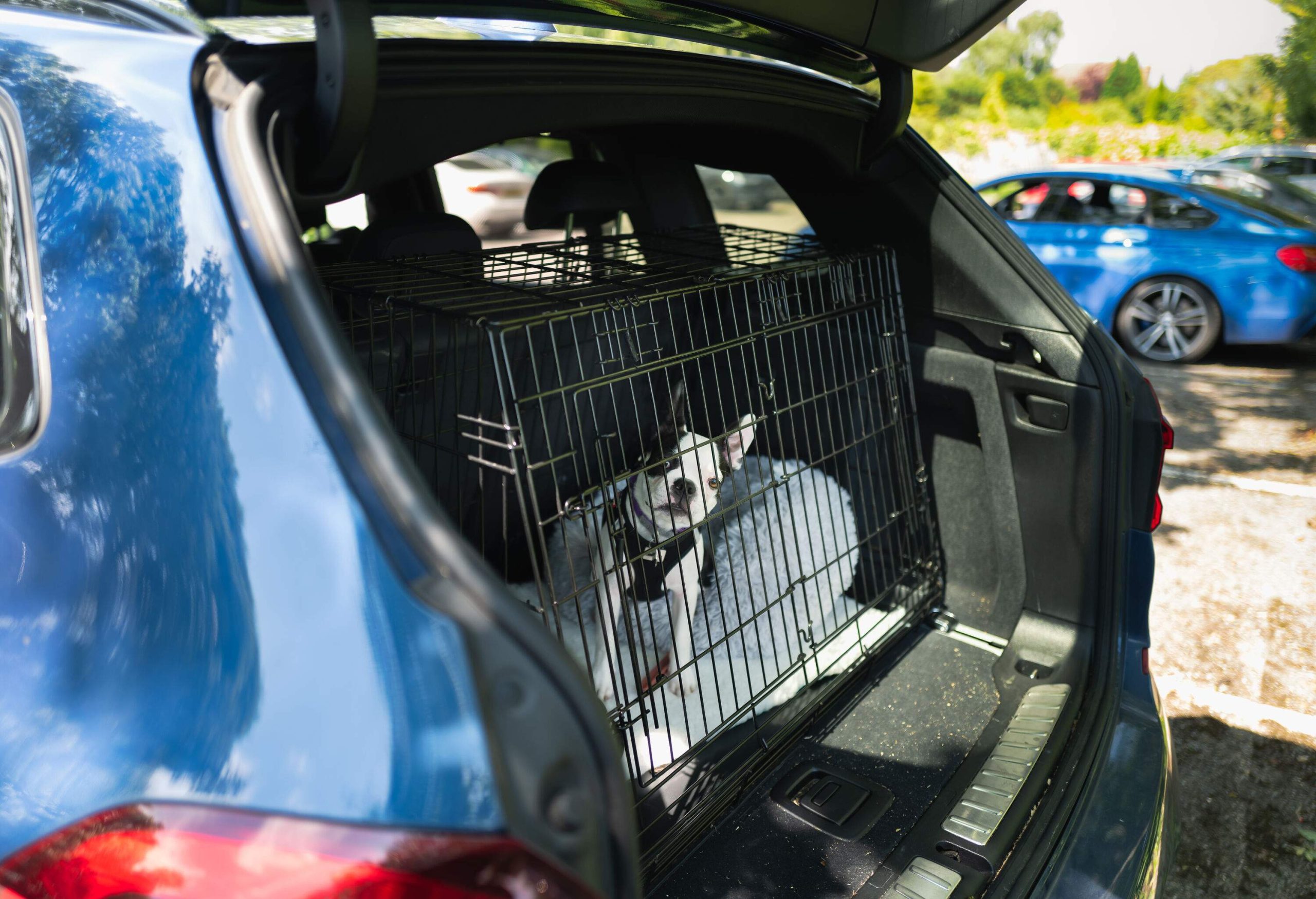 A caged dog on a car trunk.
