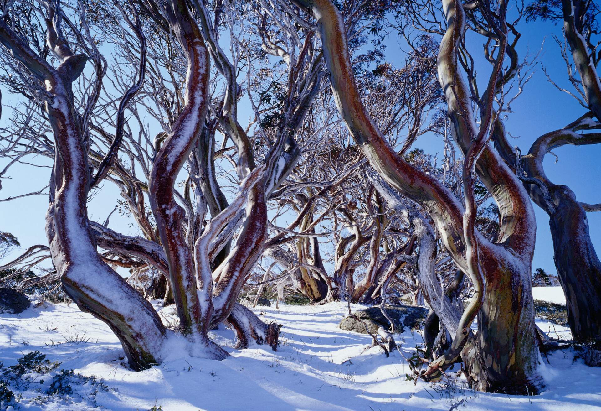 AUSTRALIA_Charlotte_Pass