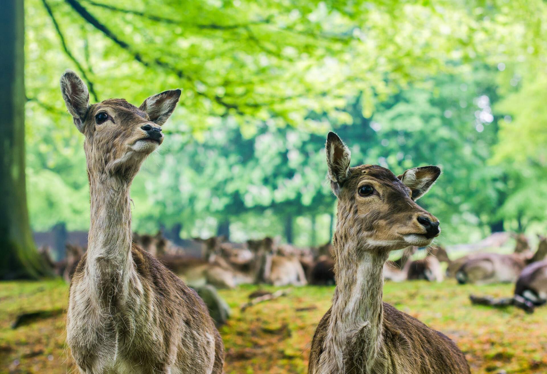 DEST_DENMARK_MARSELISBORG_THEME-ANIMAL-DEERS_shutterstock-portfolio_1634129524