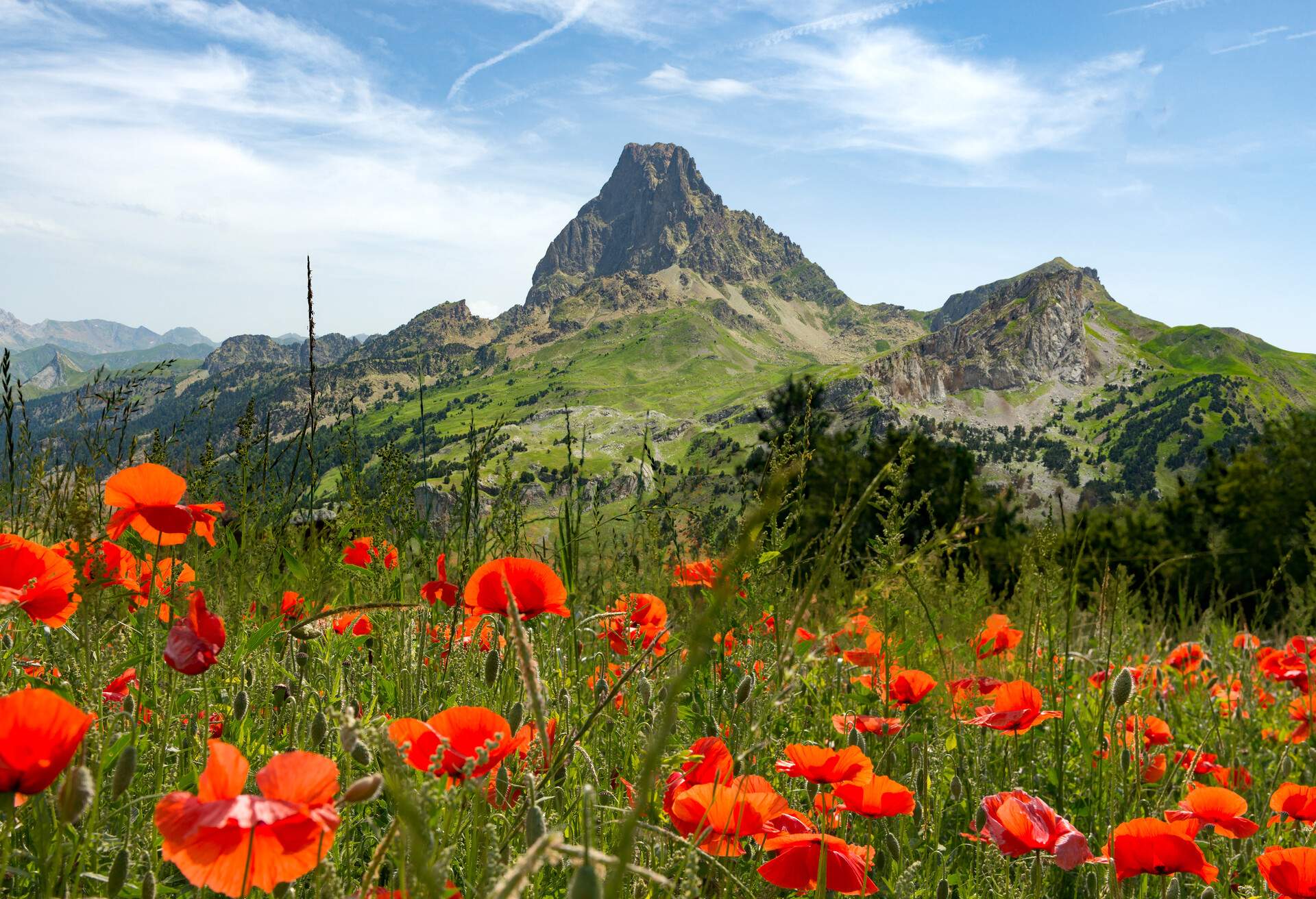 View of the Pic du Midi d'Ossau in the French Pyrenees, with field of poppies
