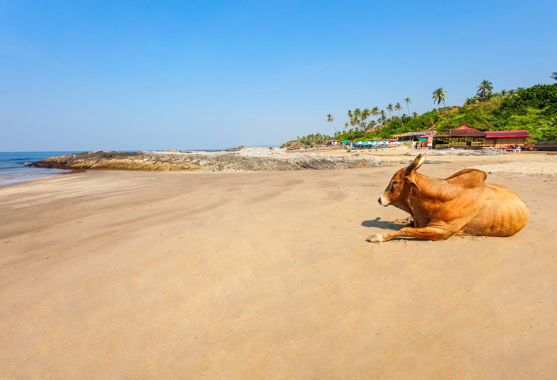 INDIA_GOA_CAGATOR-or-OZRAN-BEACH