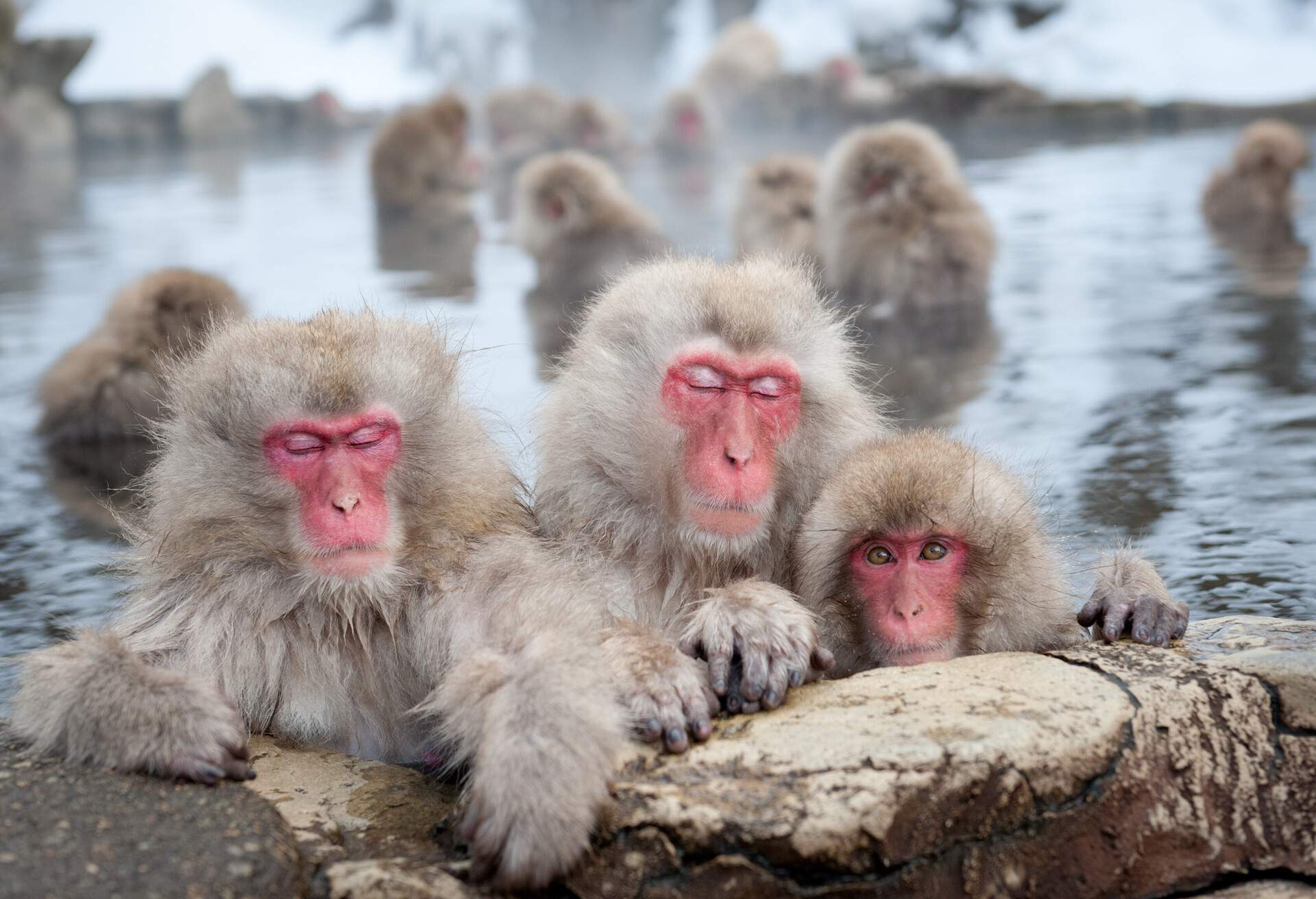 The famous Snow Monkeys (Japanese Macaques) bathe in the onsen hot springs of Nagano, Japan.