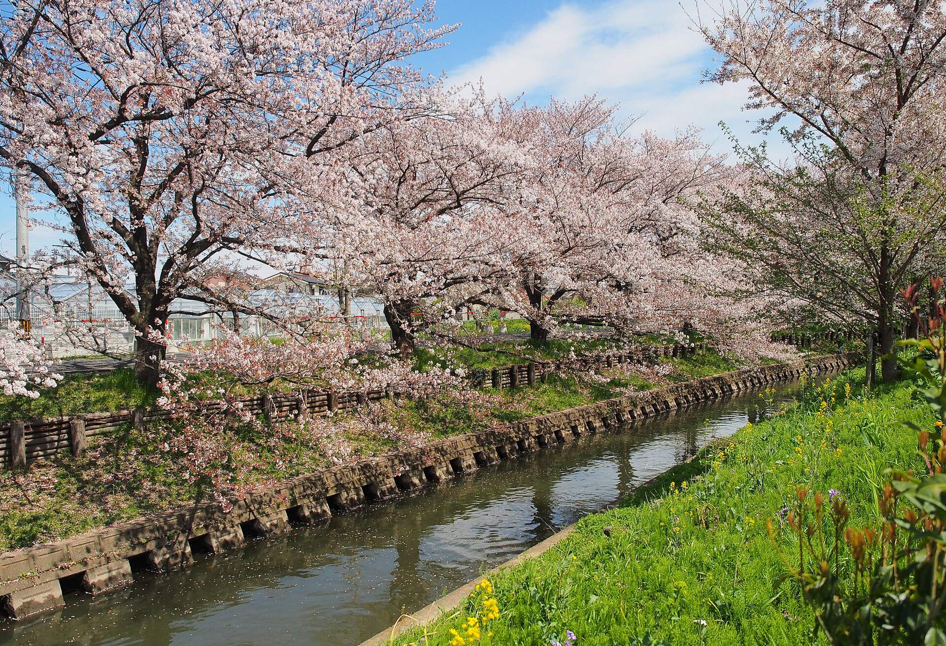 Japan sakura flower or cherry blossom full bloom in spring season along canal in Kawagoe city.