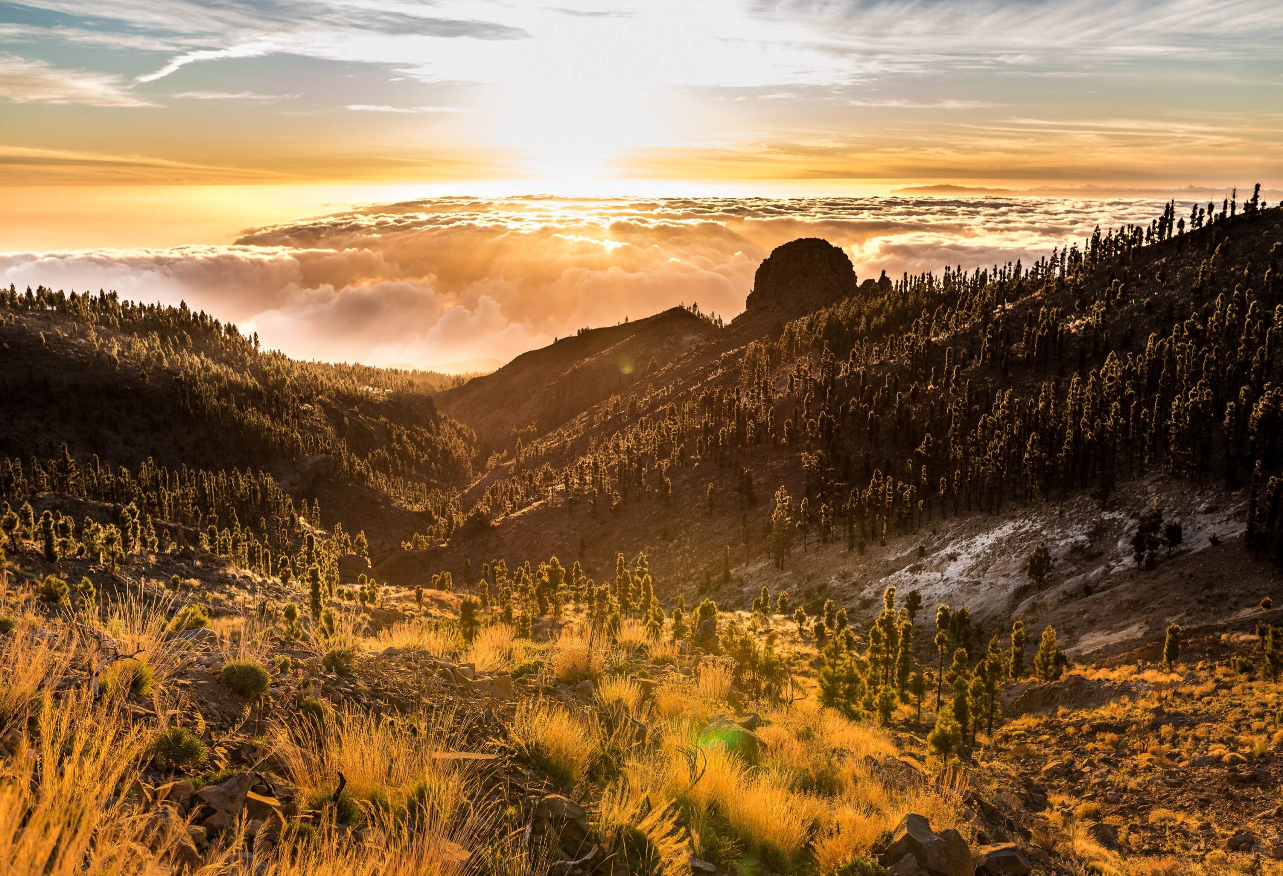 A sea of clouds at sunset viewed from the mountain slope dotted with trees.