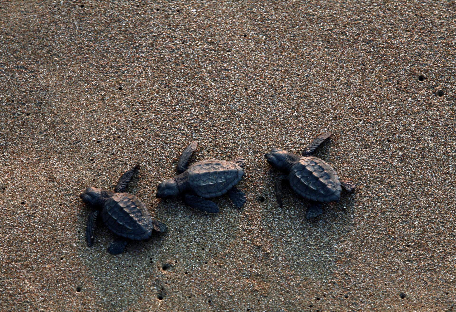 TURKEY_IZTUTU-BEACH_THEME_TURTLES