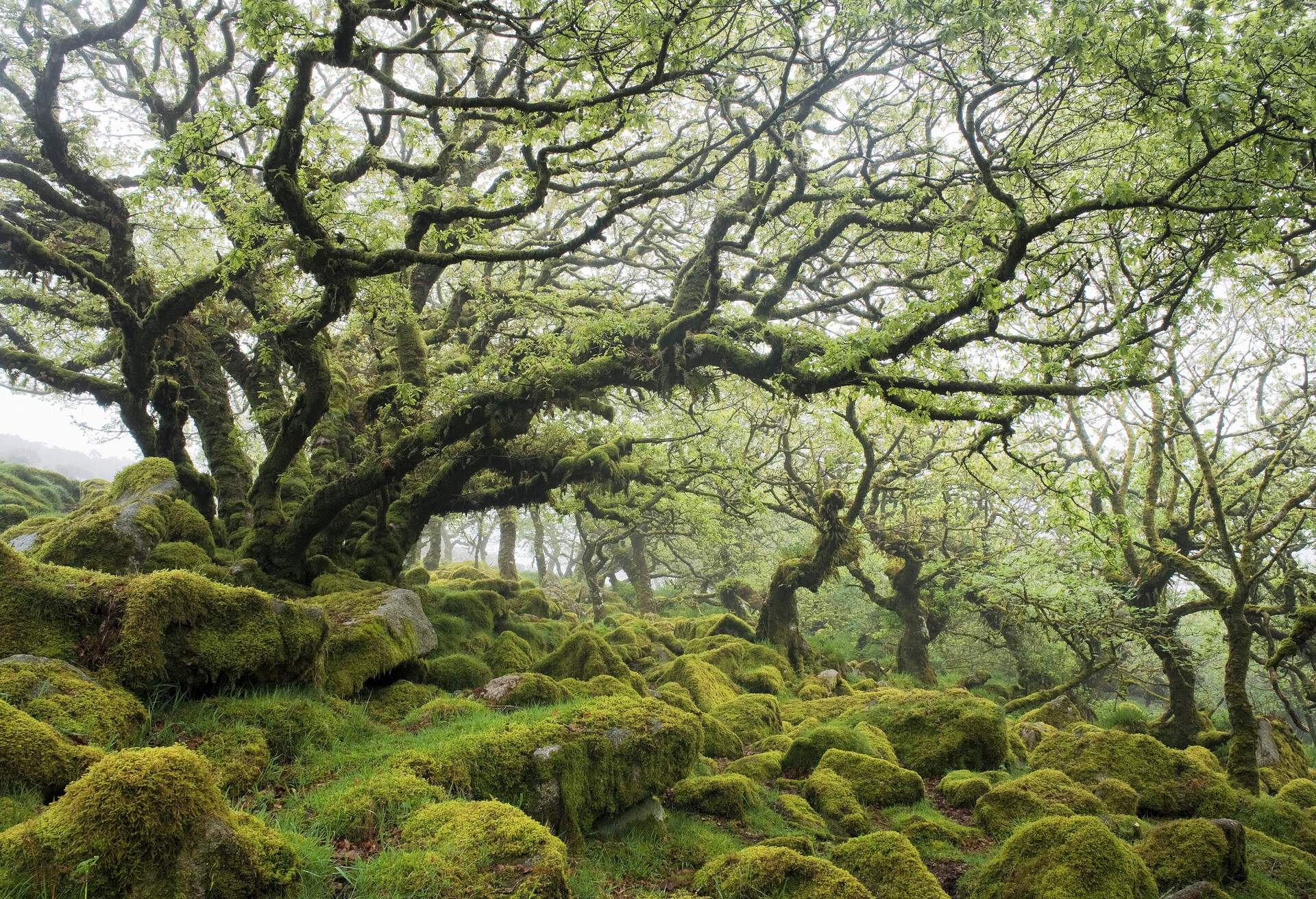 DEST_UK_ENGLAND_DEVON_Wistmans-Wood_GettyImages-125984903