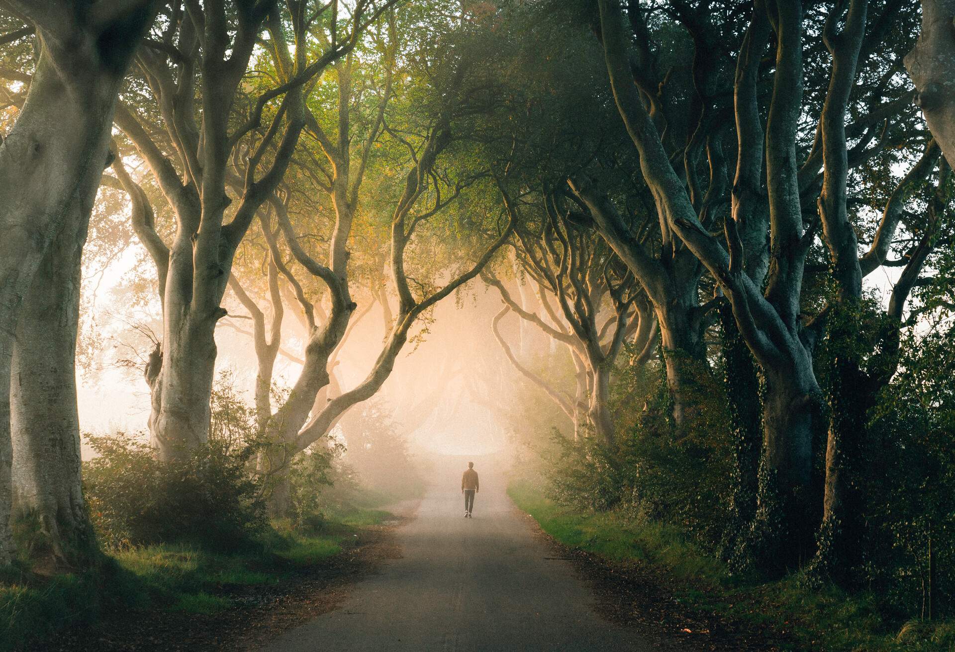 DEST_UK_NORTHERN-IRELAND_DARK-HEDGES_GettyImages-1224619687