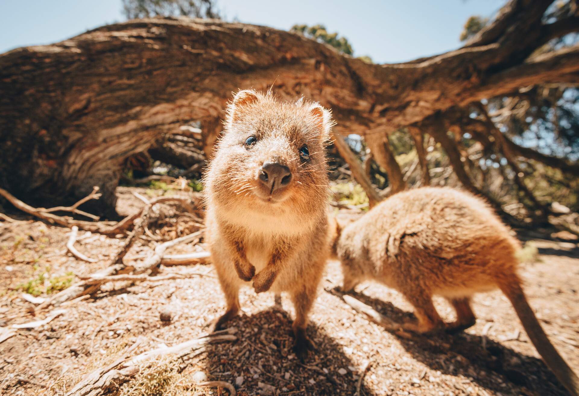 DEST_AUSTRALIA_ROTTNEST_ISLAND_THEME_ANIMALS_QUOKKAS_GettyImages-812401060