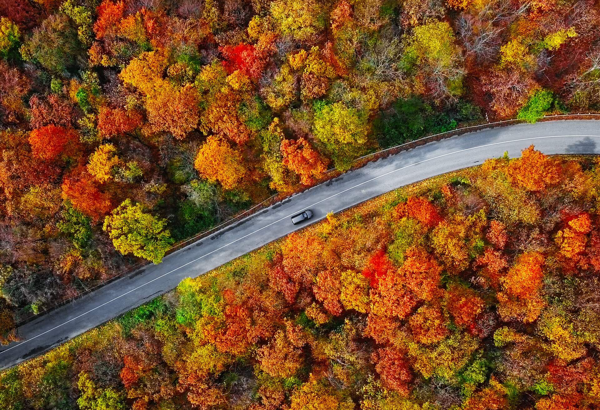 A road through the woods in autumn hues.