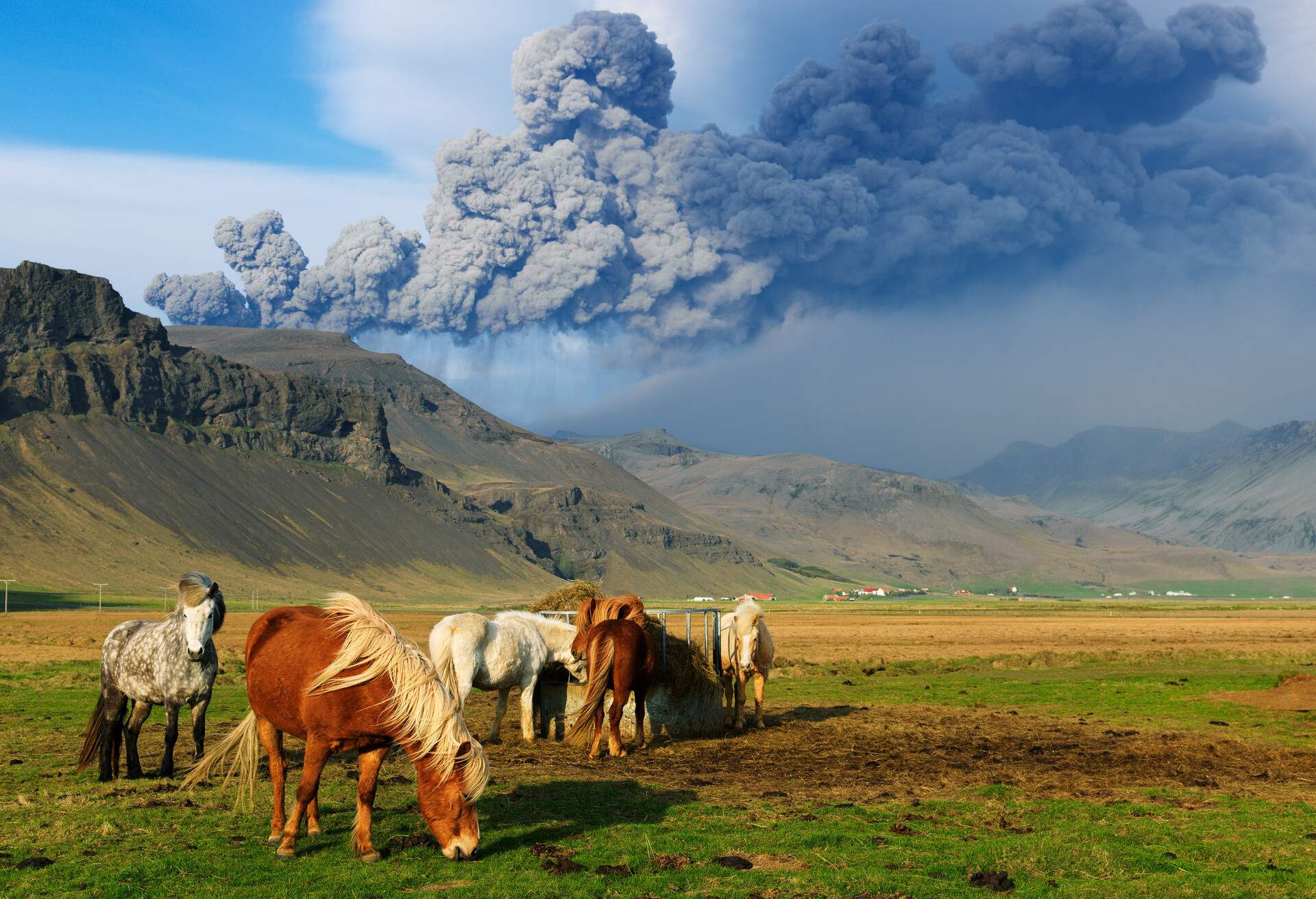 ICELAND_EYJAFJALLAJOKULL_VOLCANO_ANIMALS_PONIES