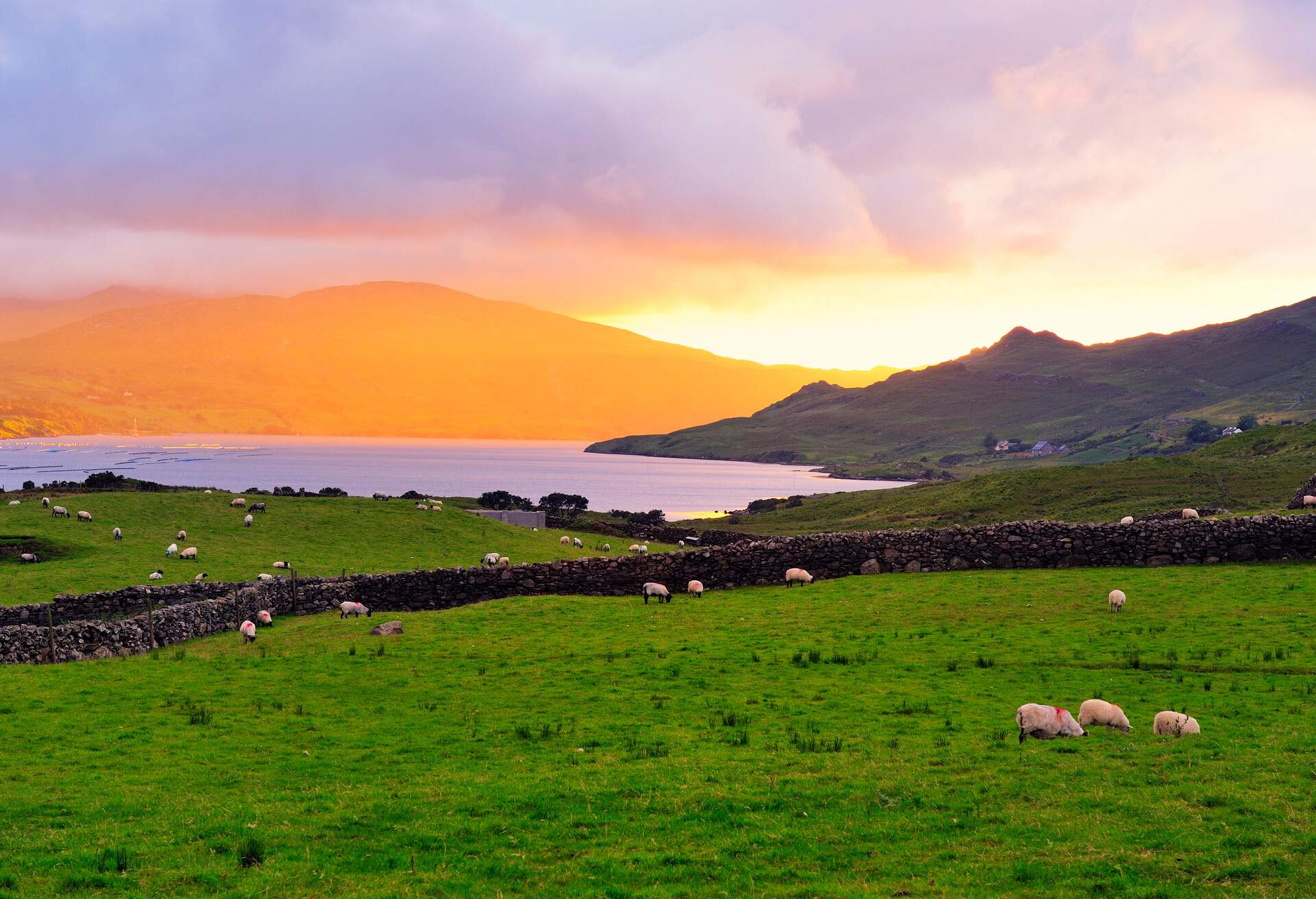 A flock of sheep grazes on verdant fields beside a fjord at sunset.