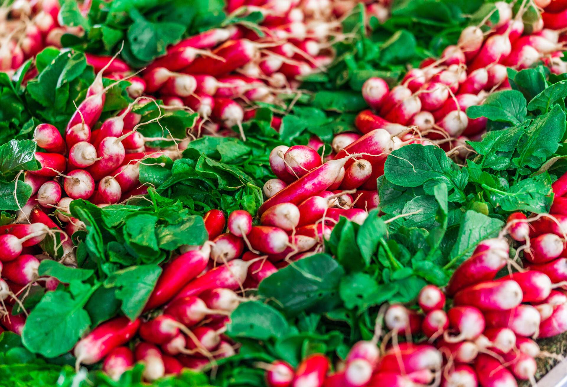 Radishes on a food market