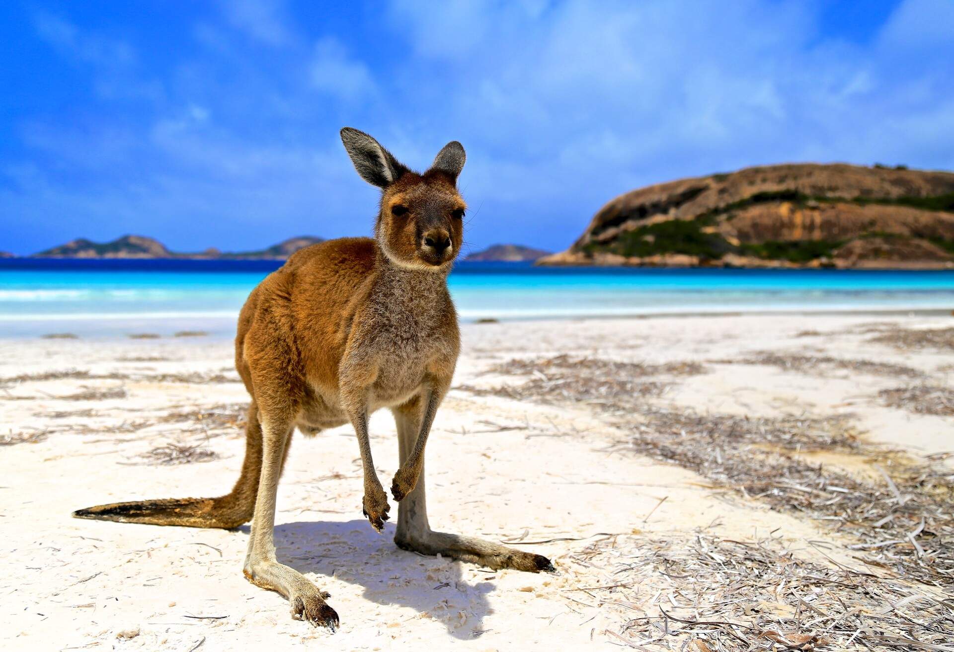 DEST_AUSTRALIA_LUCKY-BAY_THEME_ANIMAL_KANGAROO_GettyImages-985865918