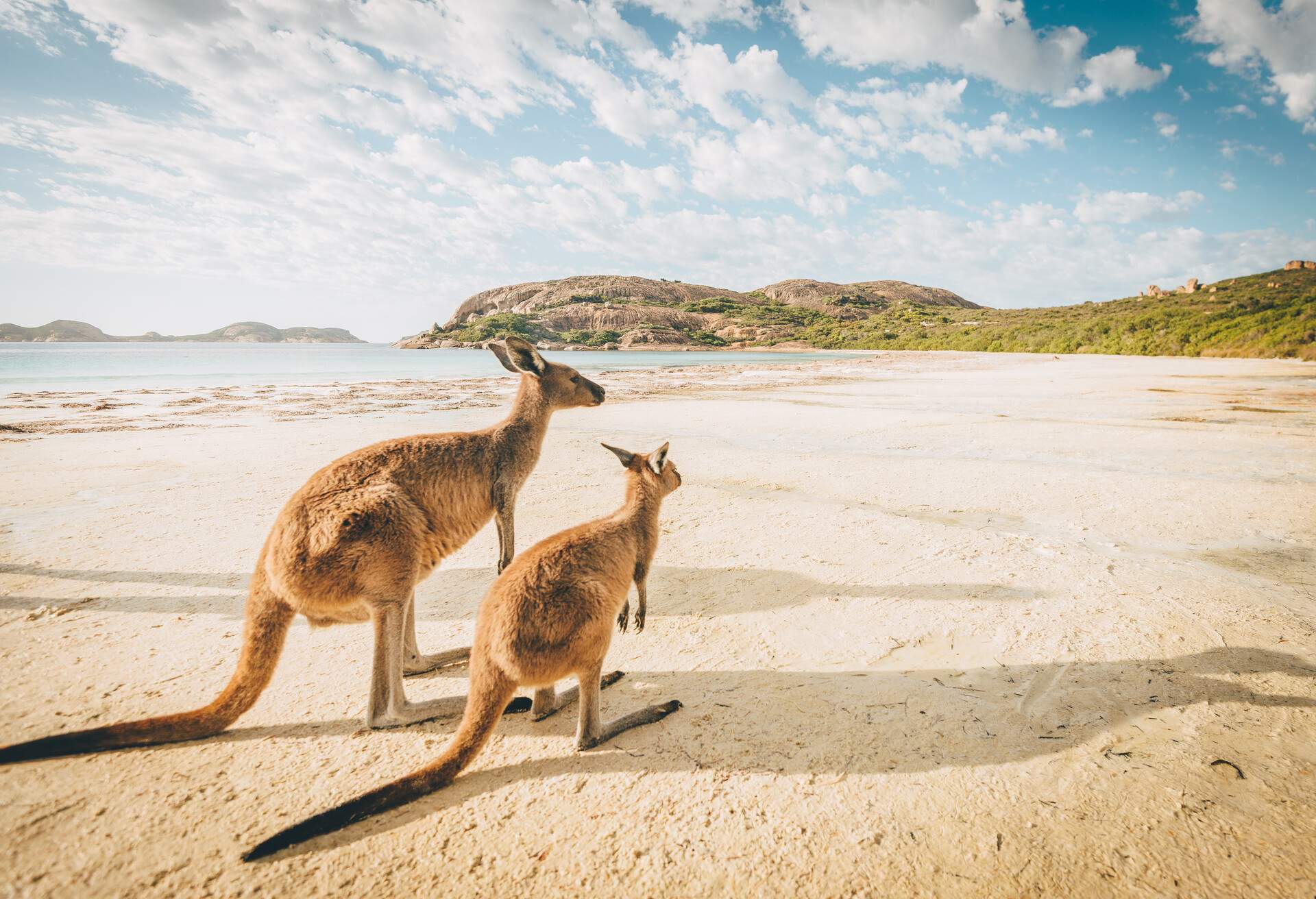 A weird and wonderful account of Australian animals | KAYAK