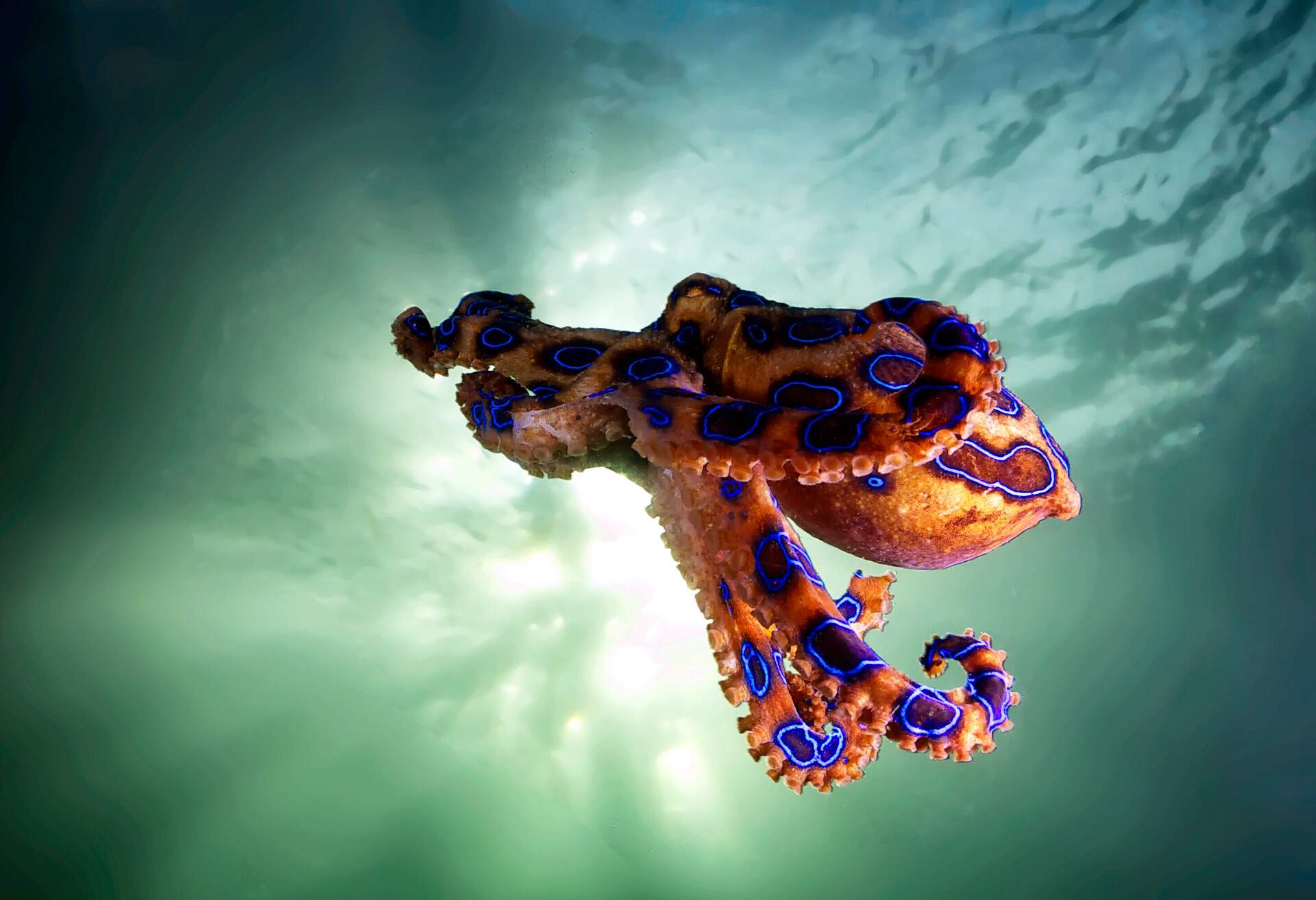 DEST_AUSTRALIA_THEME_NATURE_BLUE-RINGED_OCTOPUS_GettyImages-525123473