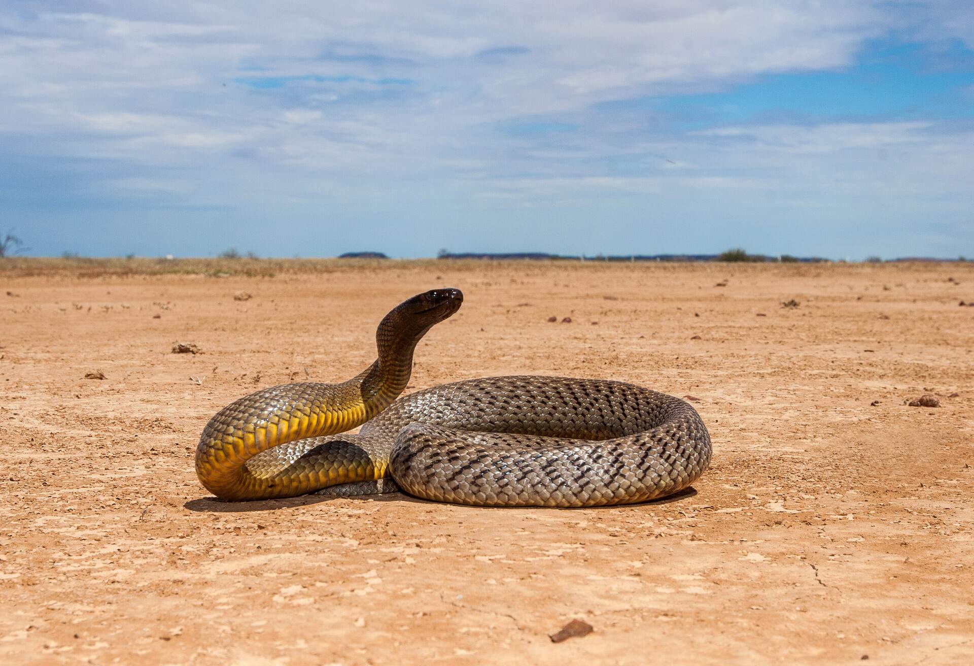 DEST_AUSTRALIA_THEME_NATURE_TAIPAN_SNAKE_GettyImages-1164025573