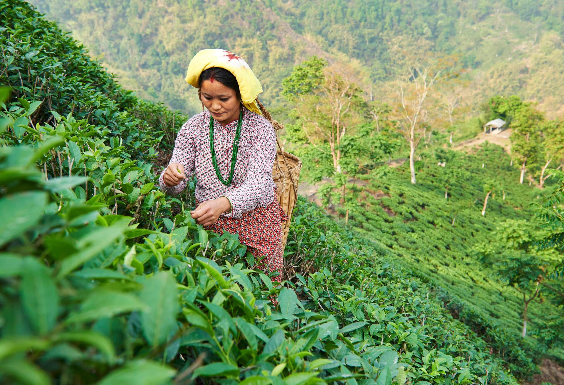 A female labor worker harvesting tea leaves in the tea plantation of the Glenburn Tea Estates in Darjeeling, INDIA
