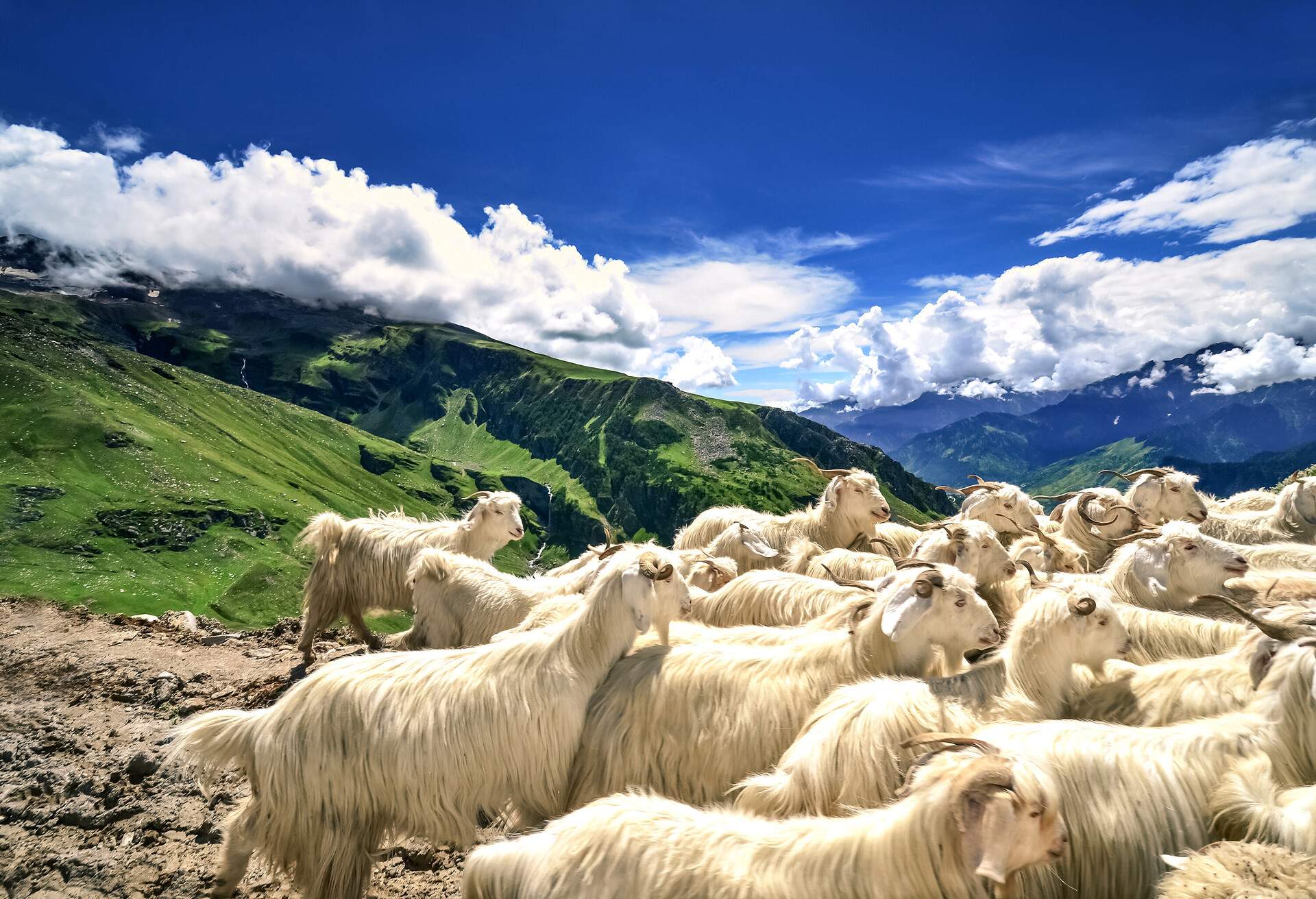 Landscape in Manali, Himachal Pradesh, India with herd of sheep