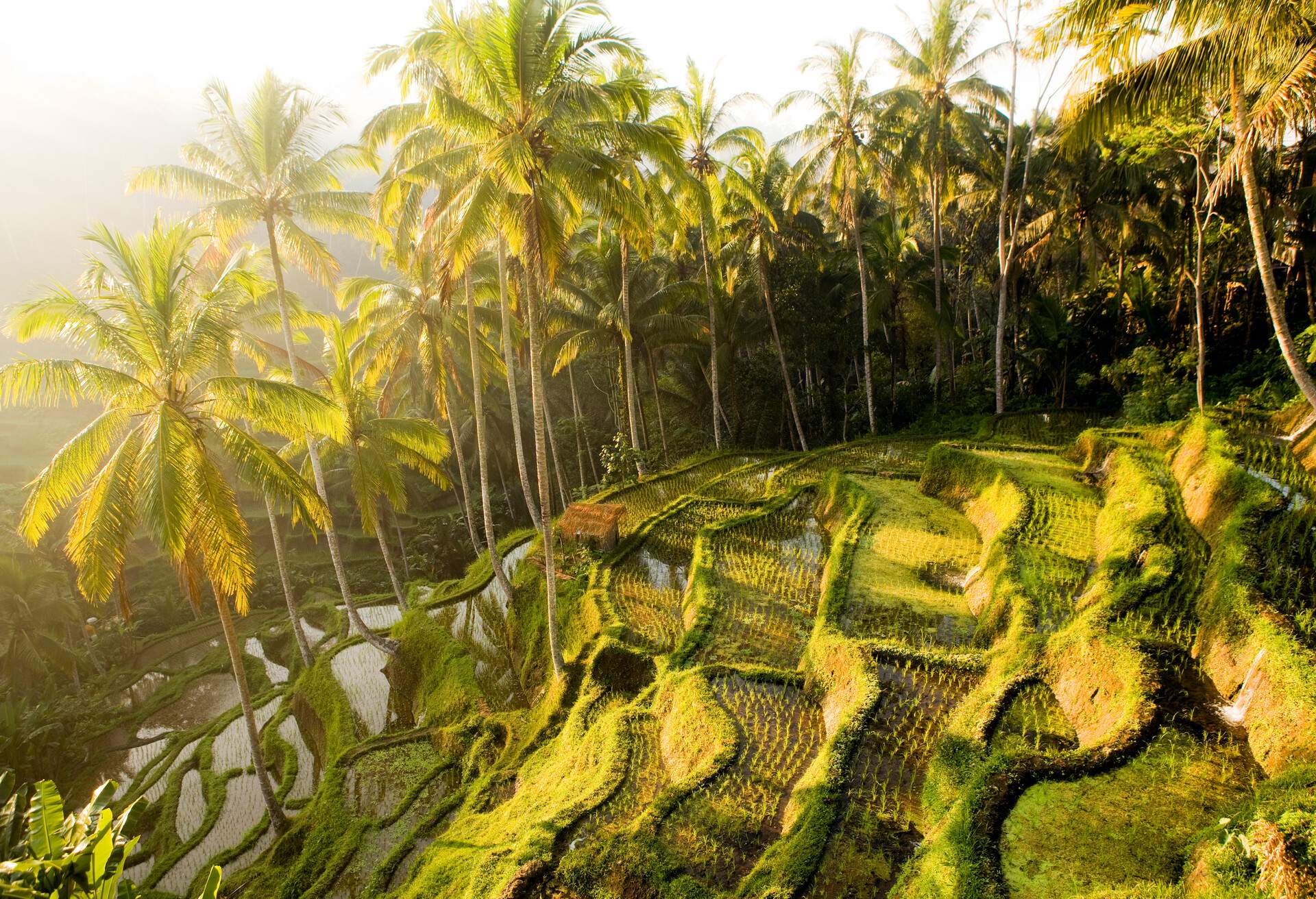 DEST_INDONESIA_BALI_UBUD_RICE-PADDY_GettyImages-175542163