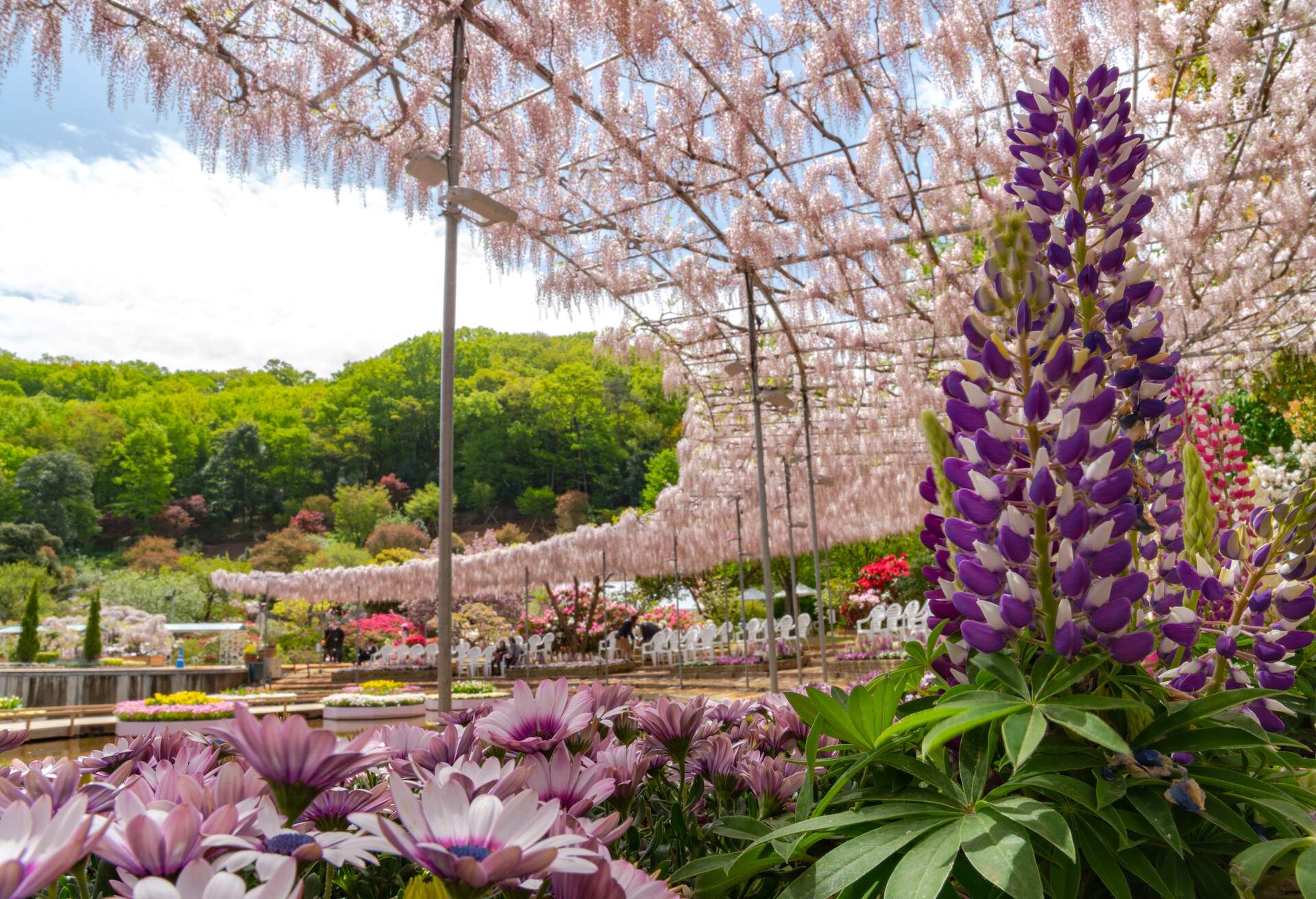 DEST_JAPAN_Ashikaga_Flower_Park_GettyImages-1434645101
