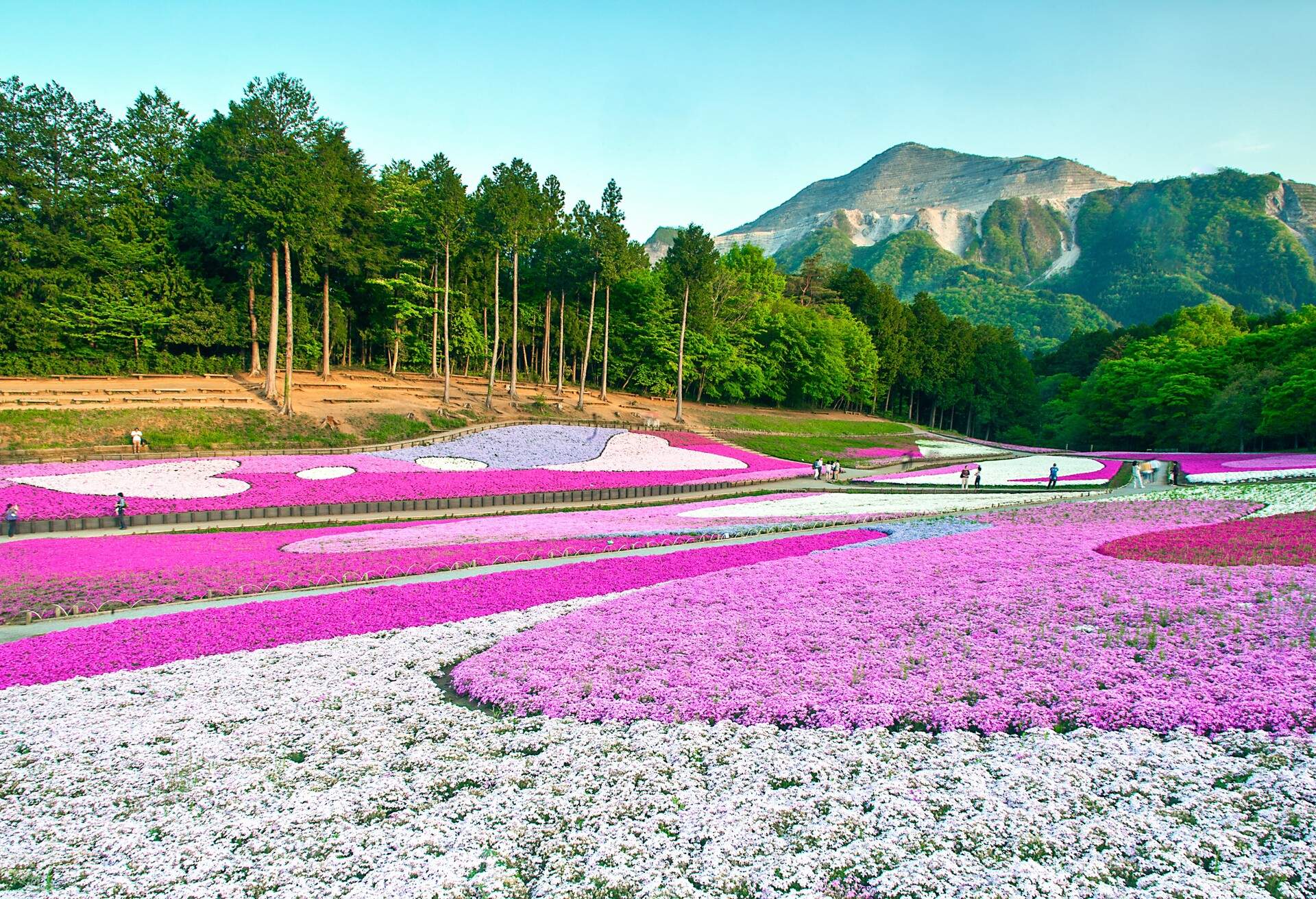 Moss Phlox at Hitsujiyama Park with Mt. Buko in Background Chichibu, Saitama Prefecture, Japan May 1, 2015 © 2015 DigiPub