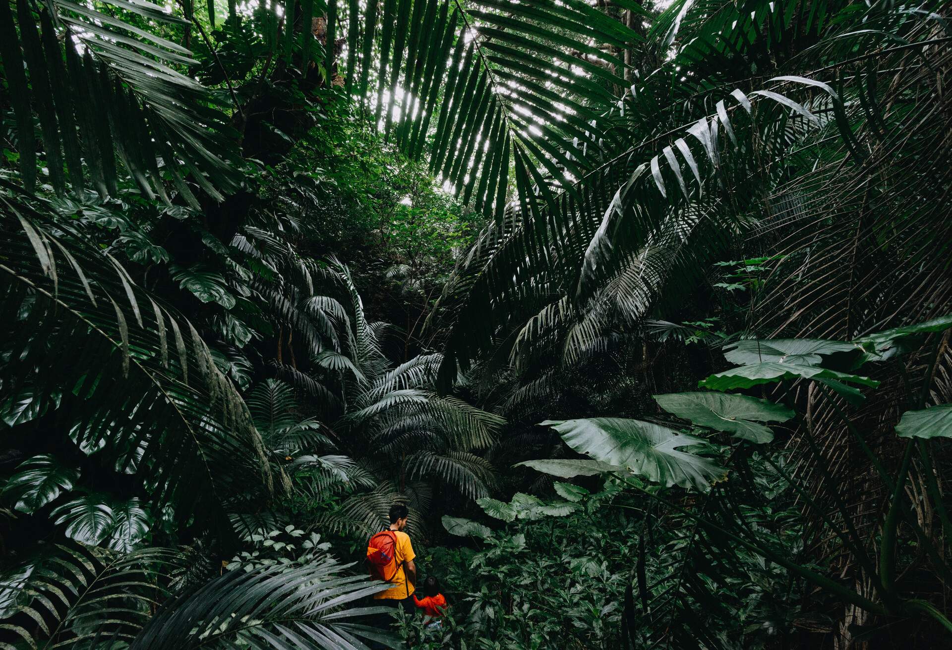 DEST_JAPAN_OKINAWA_YAEYAMA-ISLANDS_IRIOMOTE-ISHIGAKI-NATIONAL-PARK_GettyImages-967105108