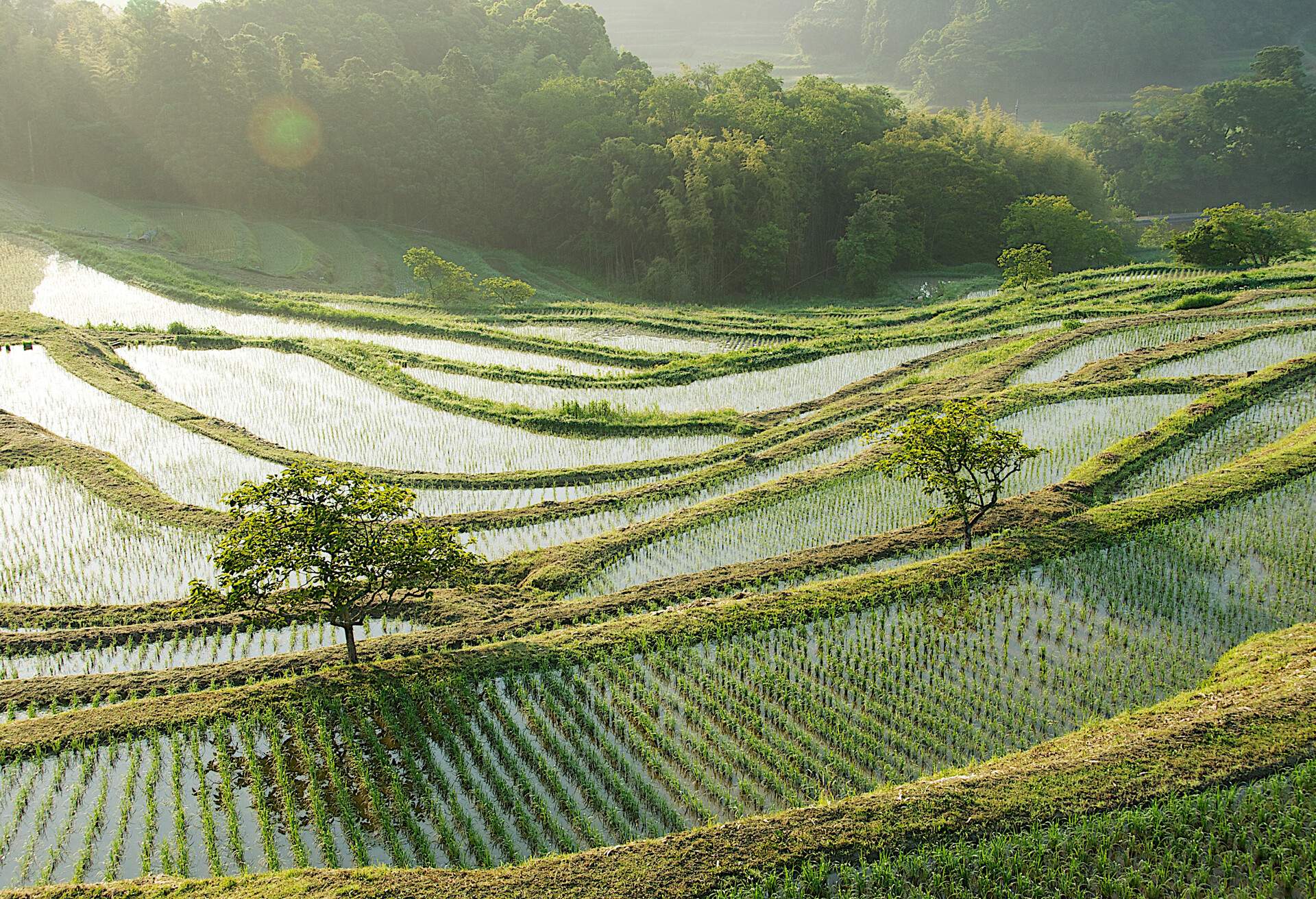 DEST_JAPAN_OYAMA_RICE_TERRACE_GettyImages-459763841